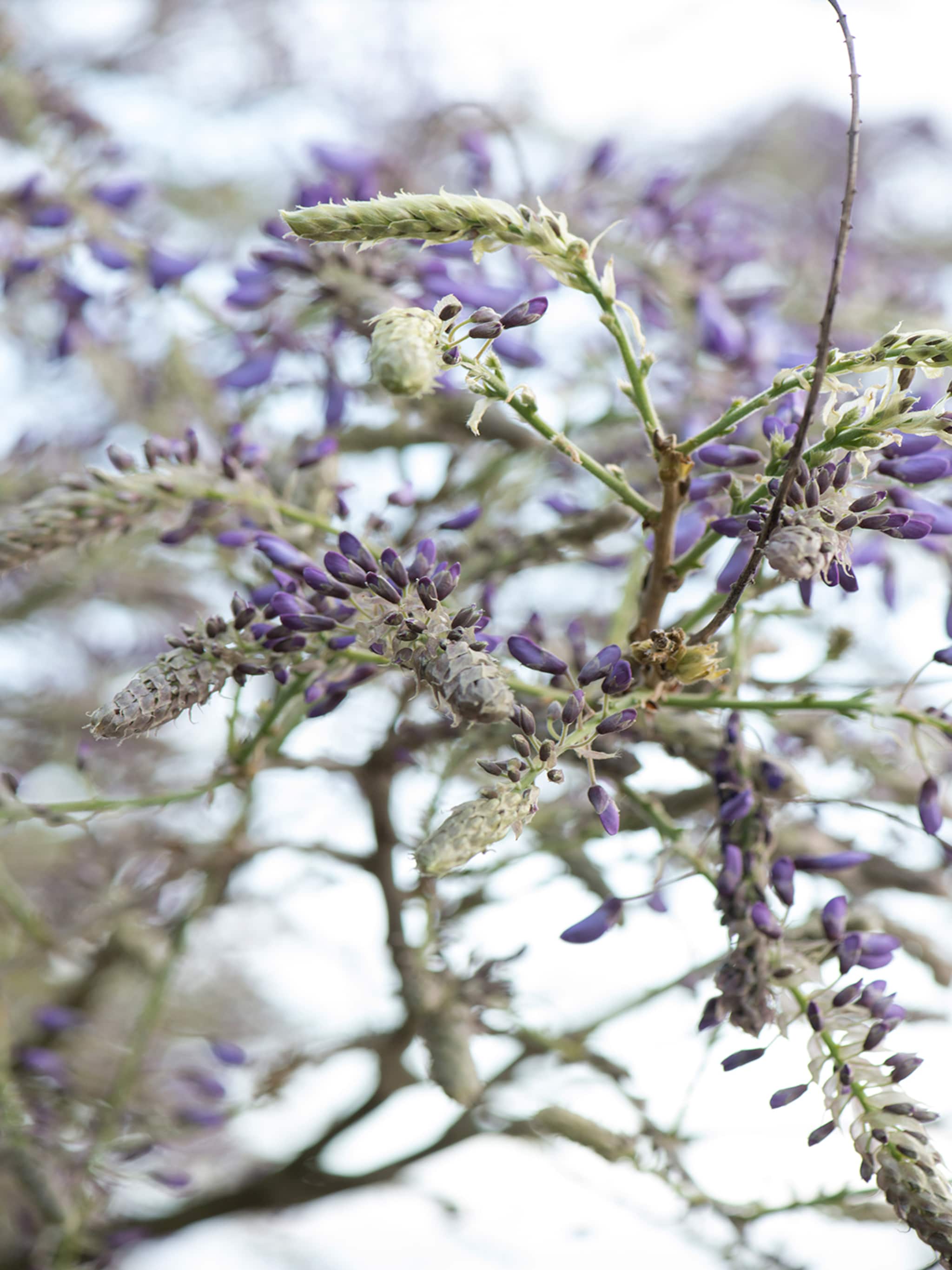 alles over de blauweregen wisteria sinensis