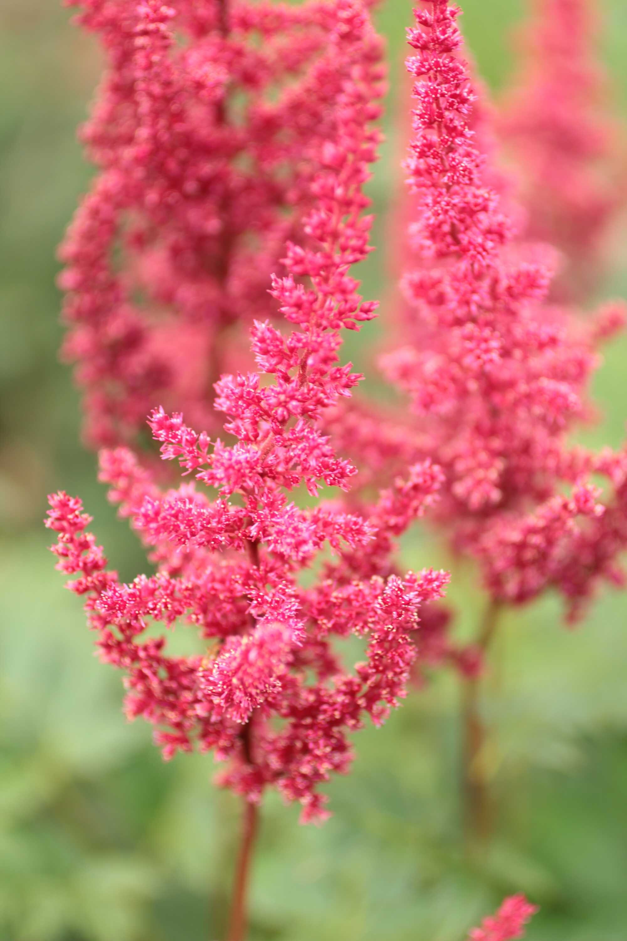 beeld vtwonen Shutterstock / Foxxy63