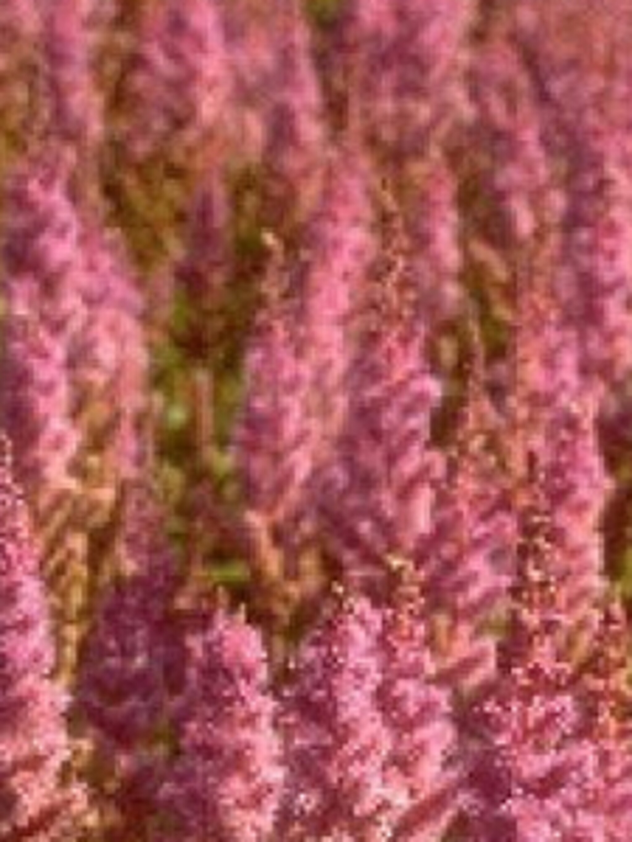 pluimspirea pumila