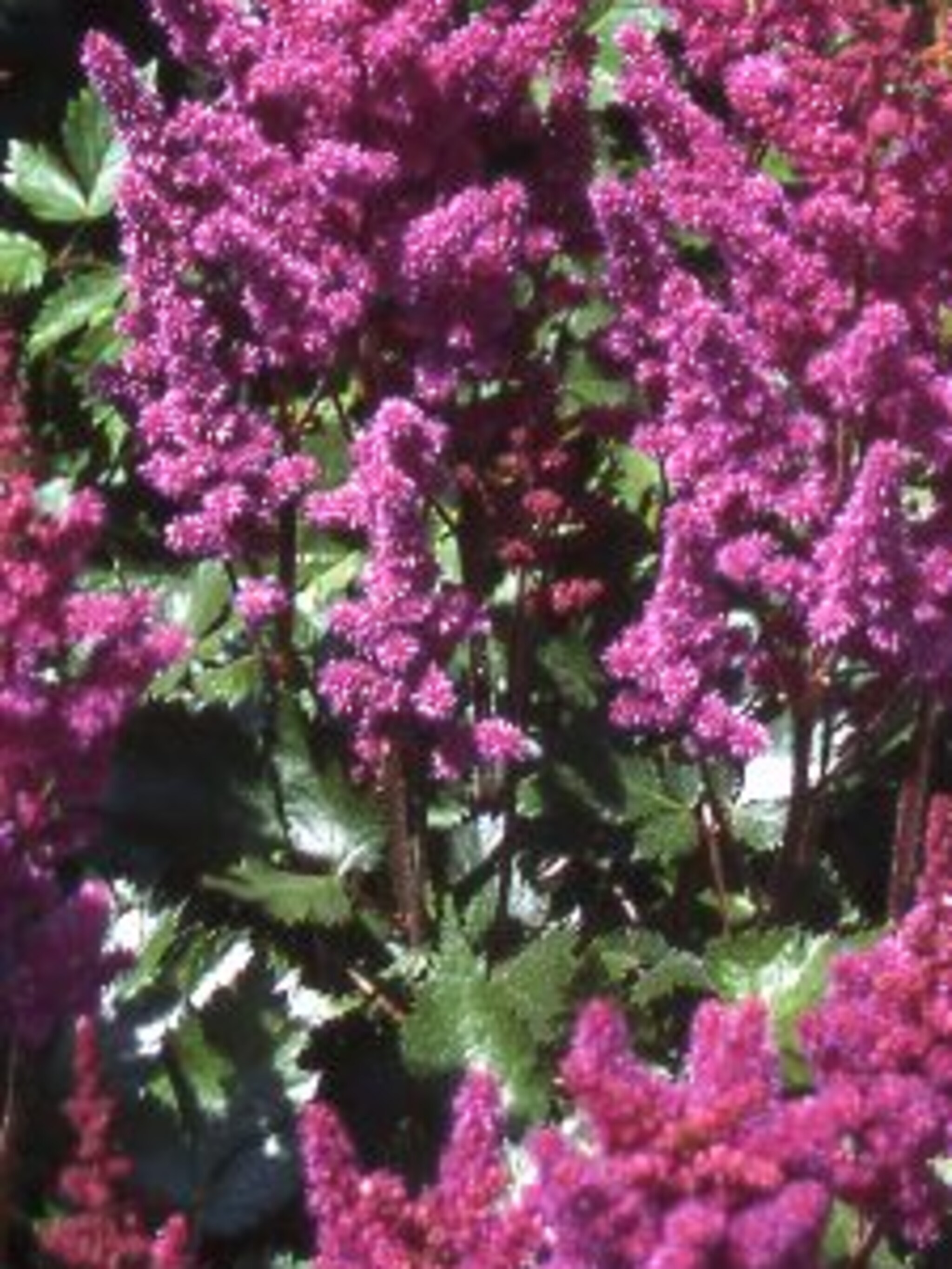 pluimspirea visions