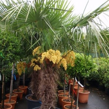 Bestel deze plant bij Directplant