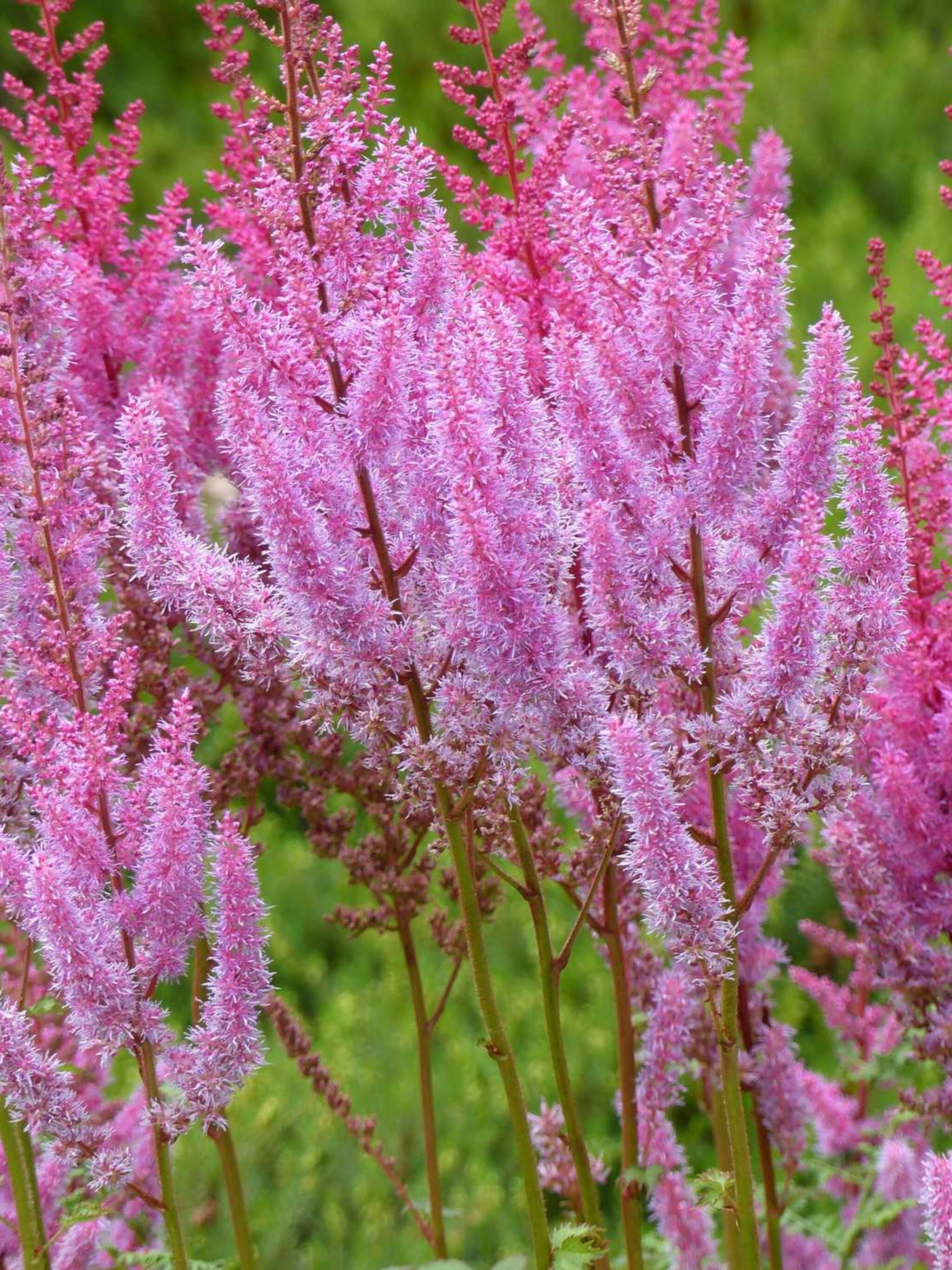pluimspirea finale