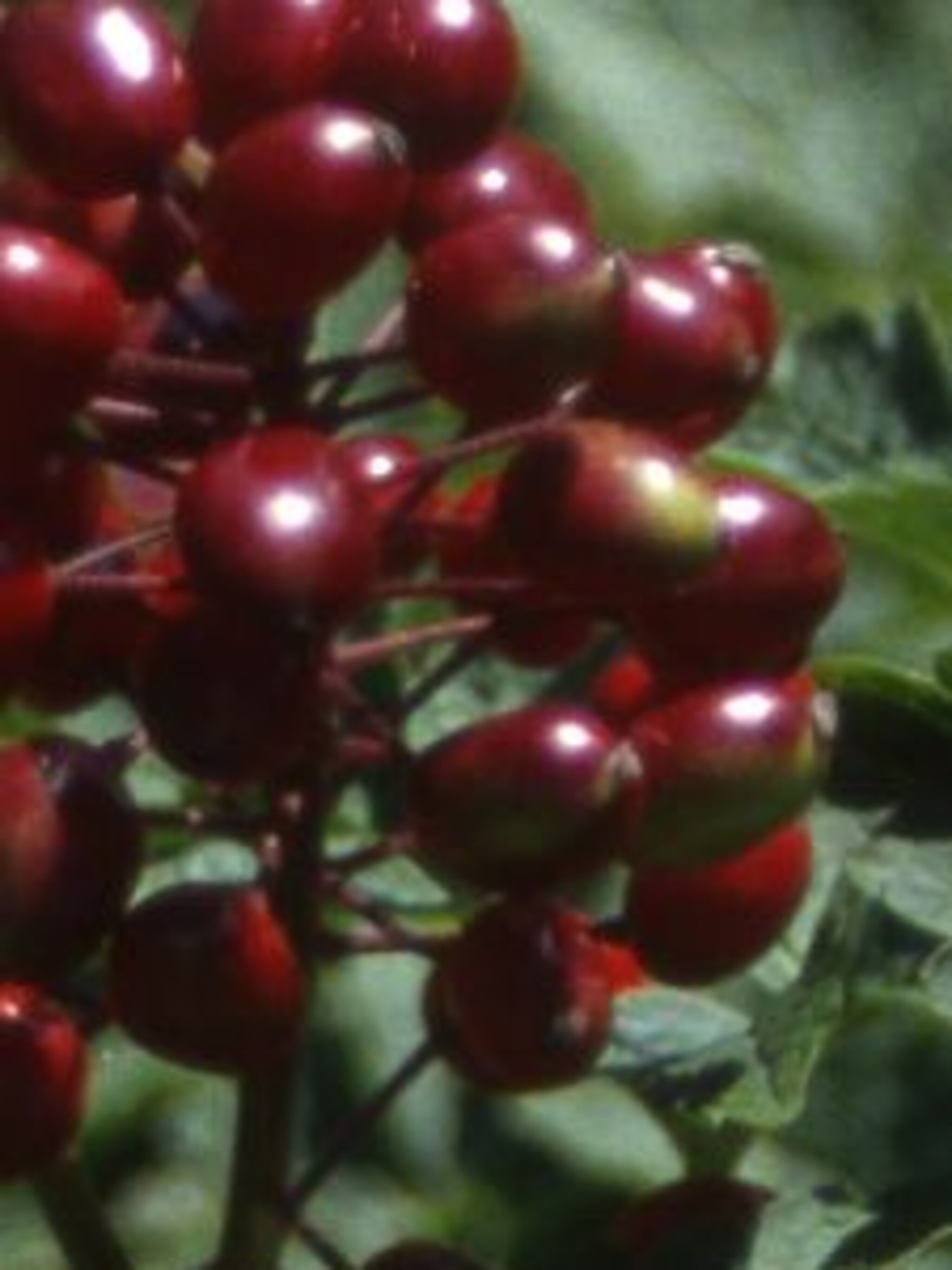 christoffelkruid rubra
