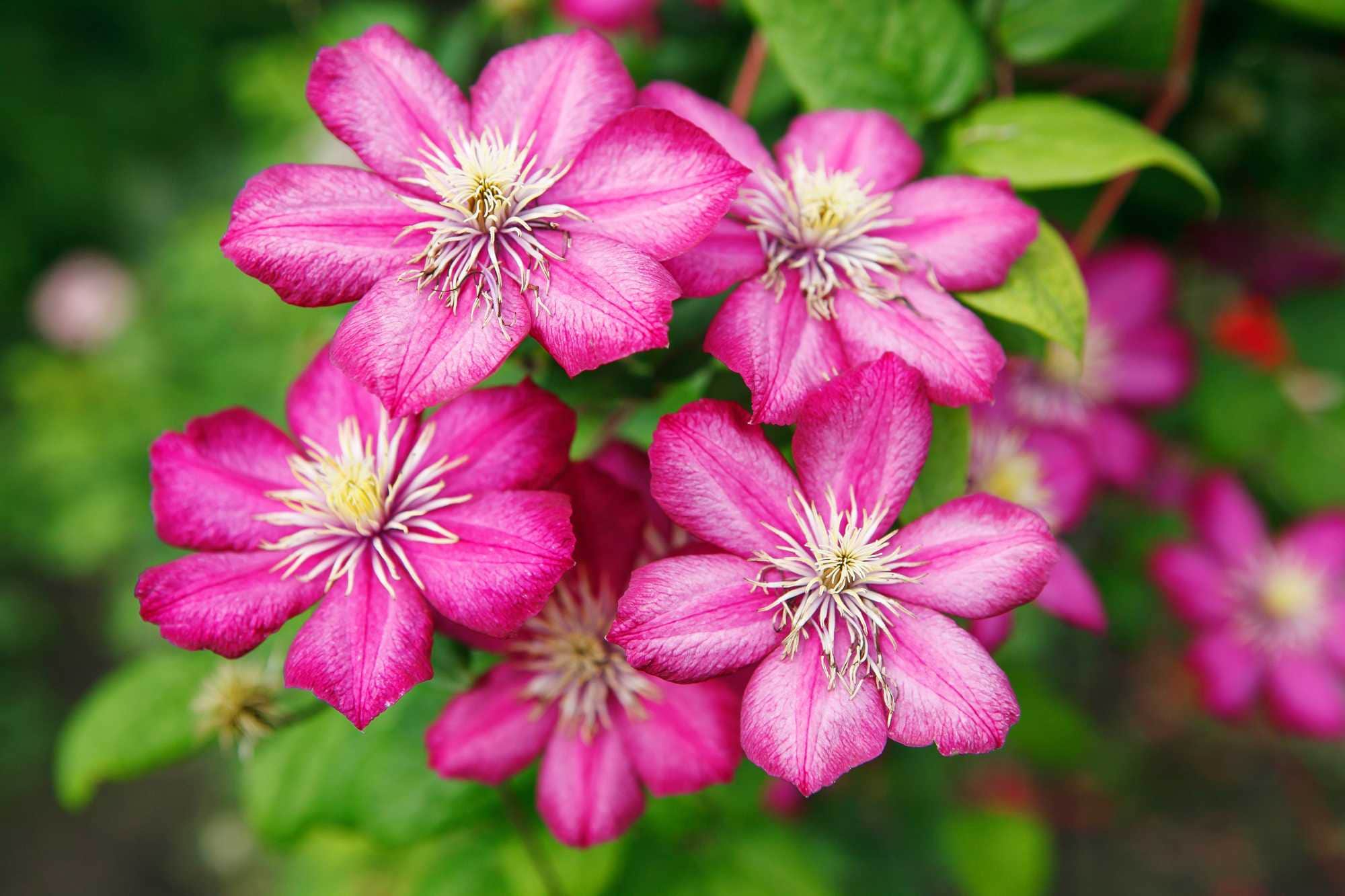 flower clematis pink; Shutterstock ID 579908077 Shutterstock | fotosparrow