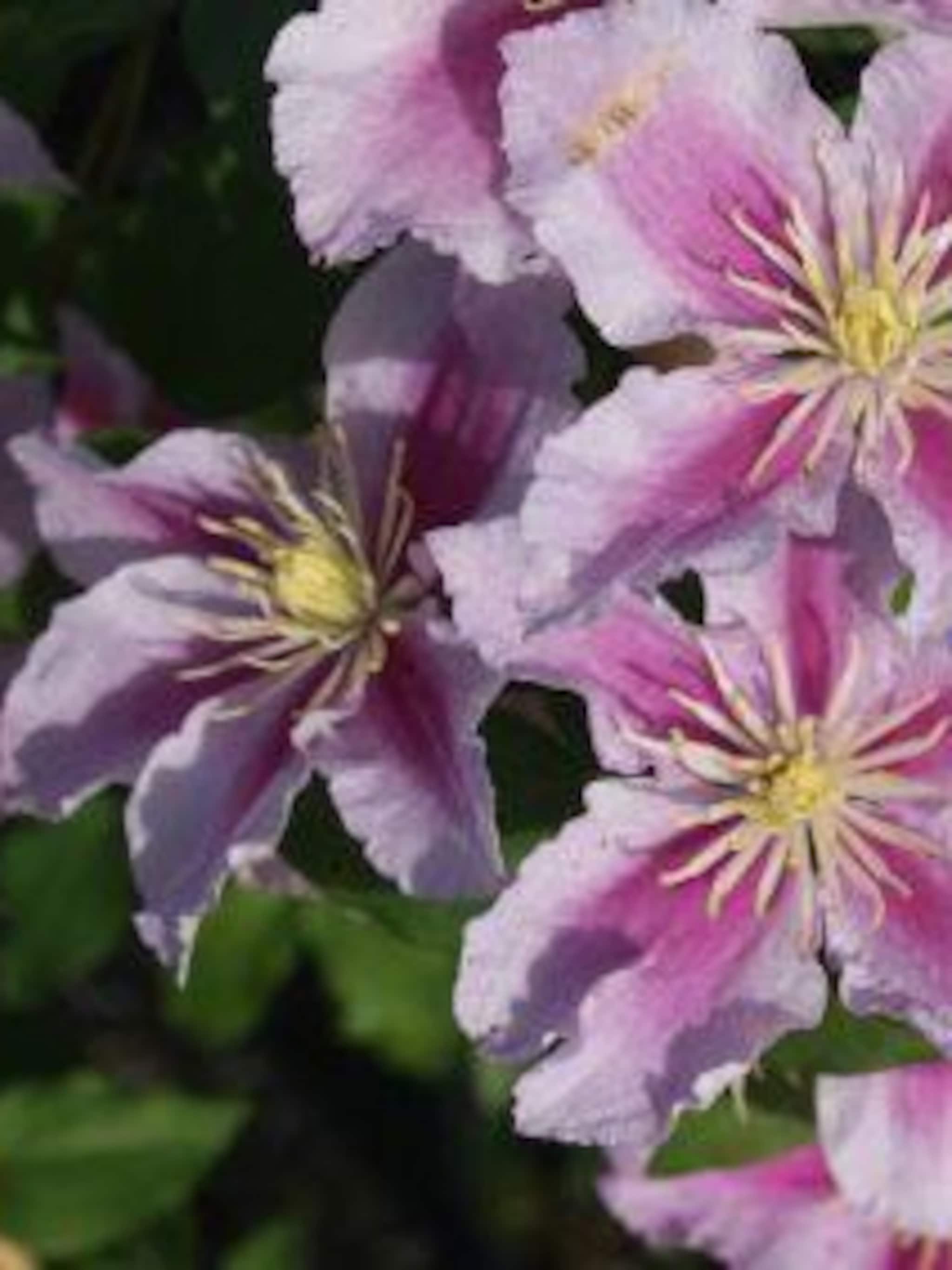 clematis piilu