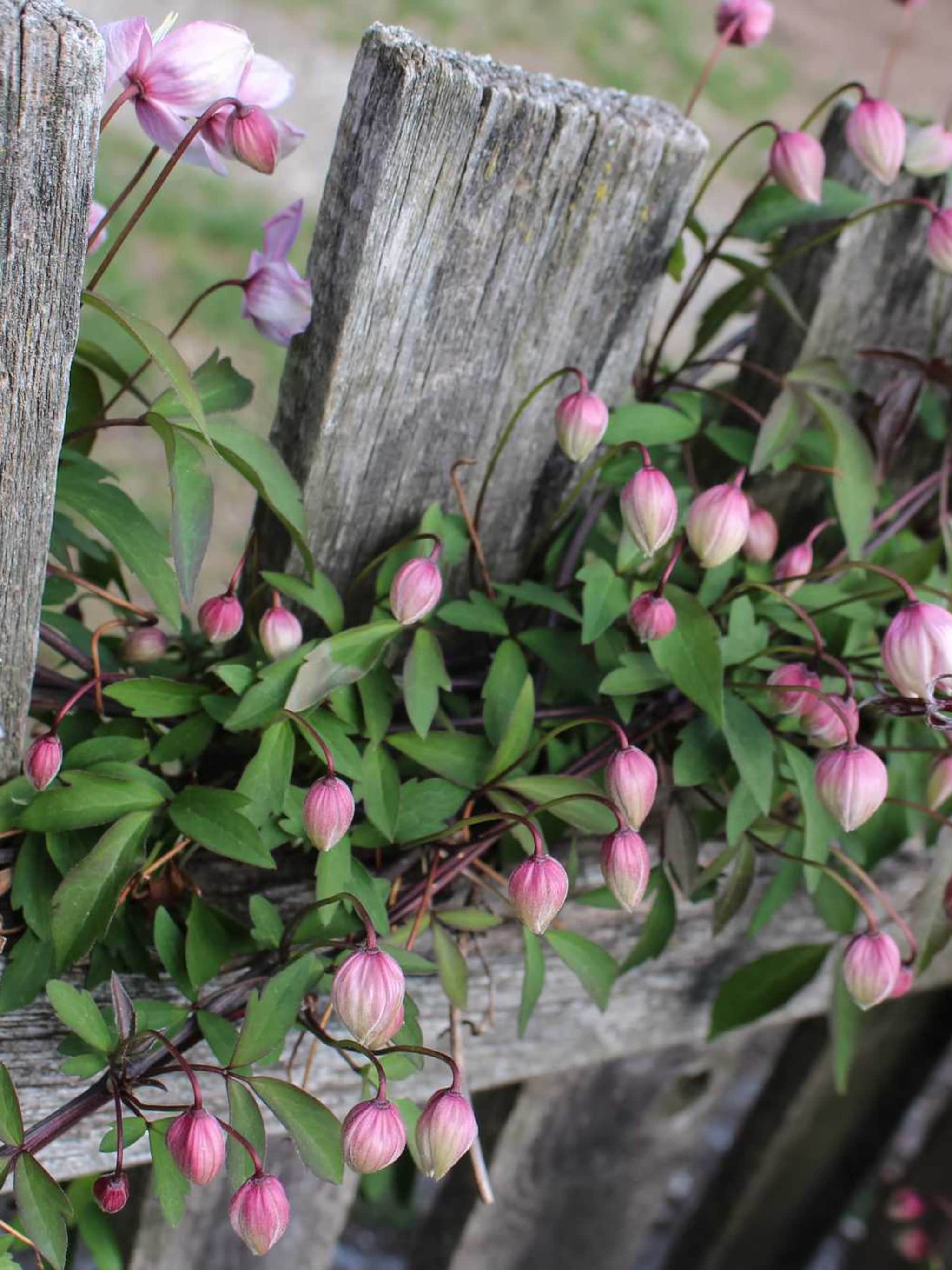 clematis hendryetta