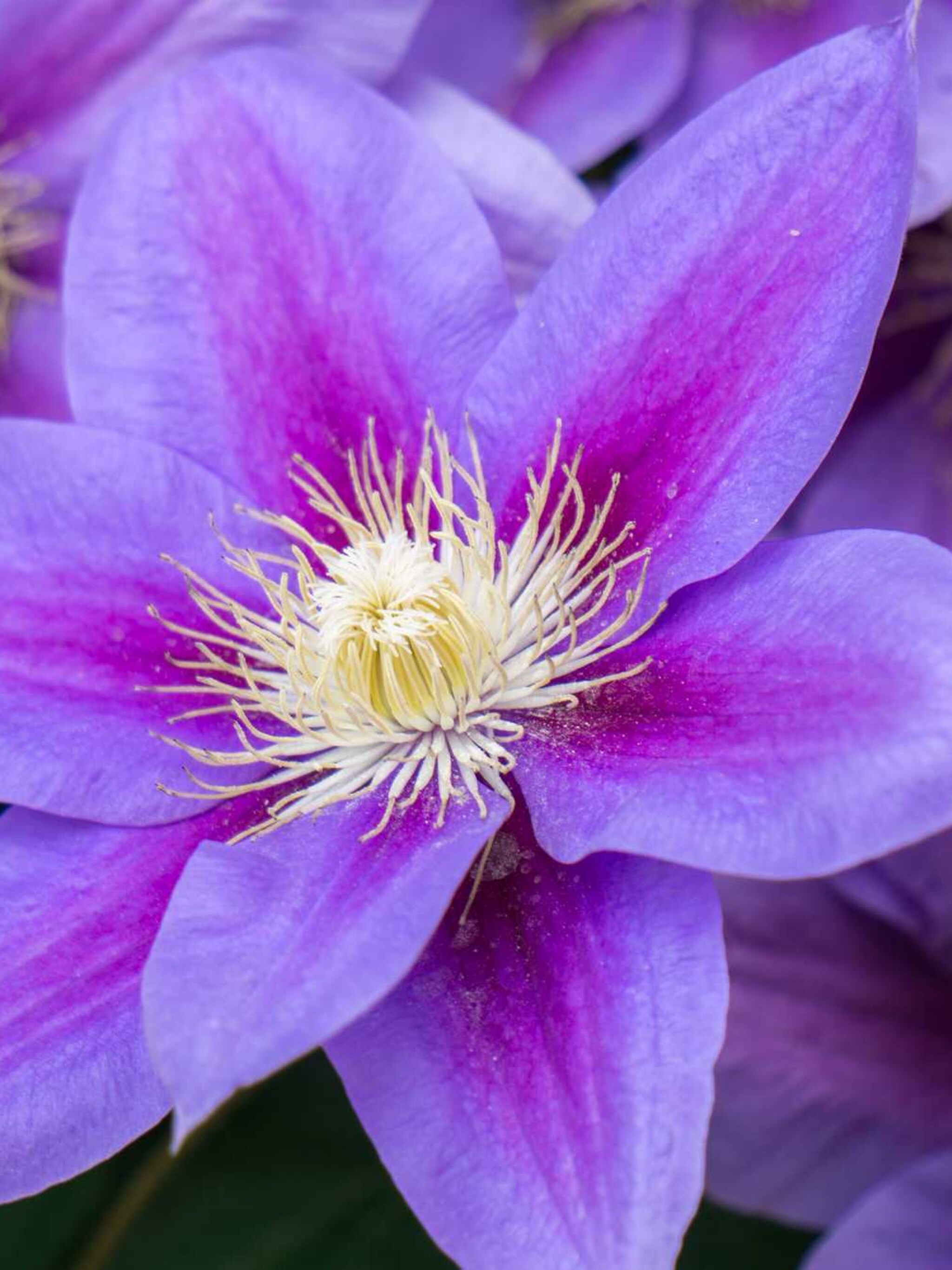 clematis daniel deronda