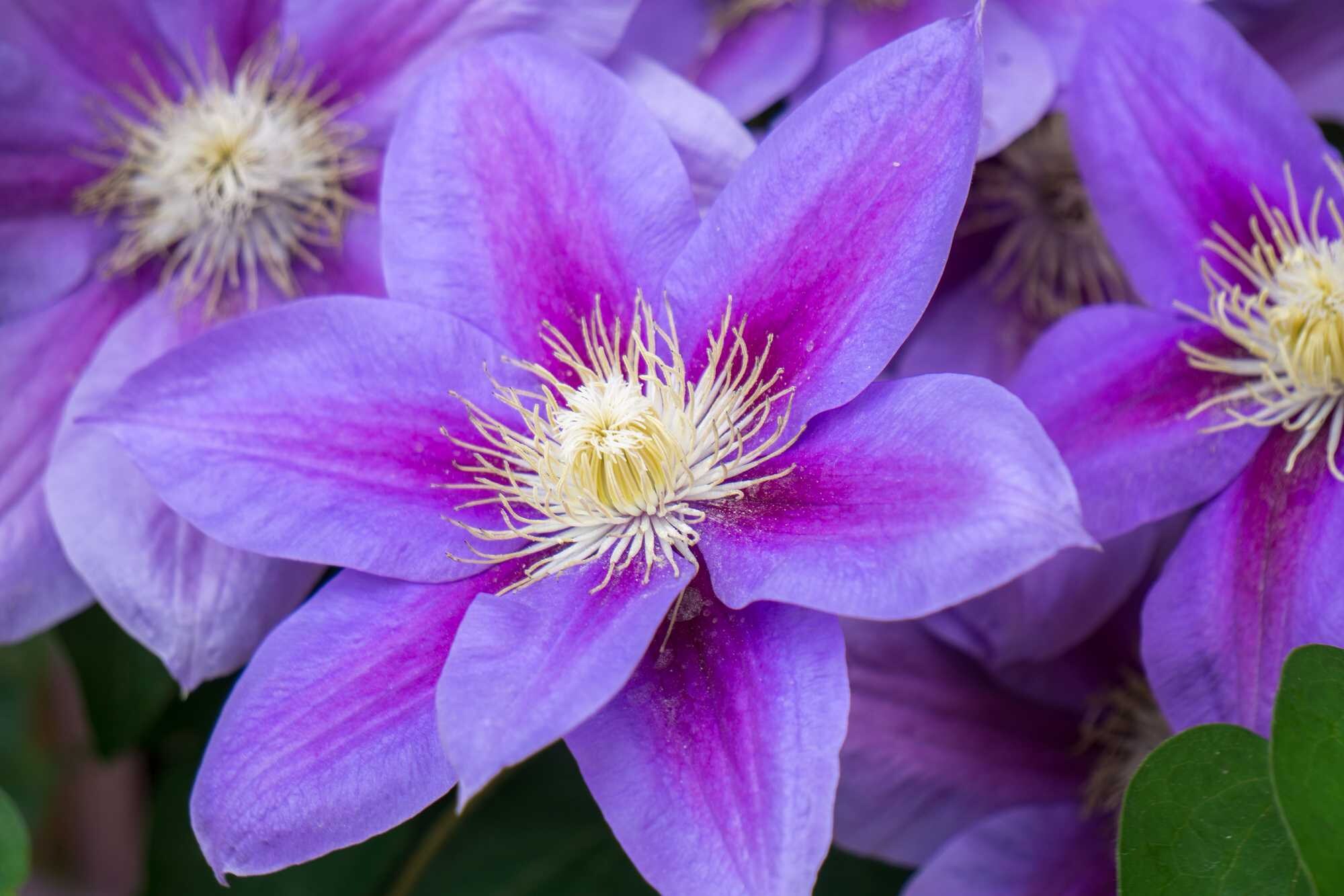 beeld vtwonen Shutterstock / Tammy Venezia
