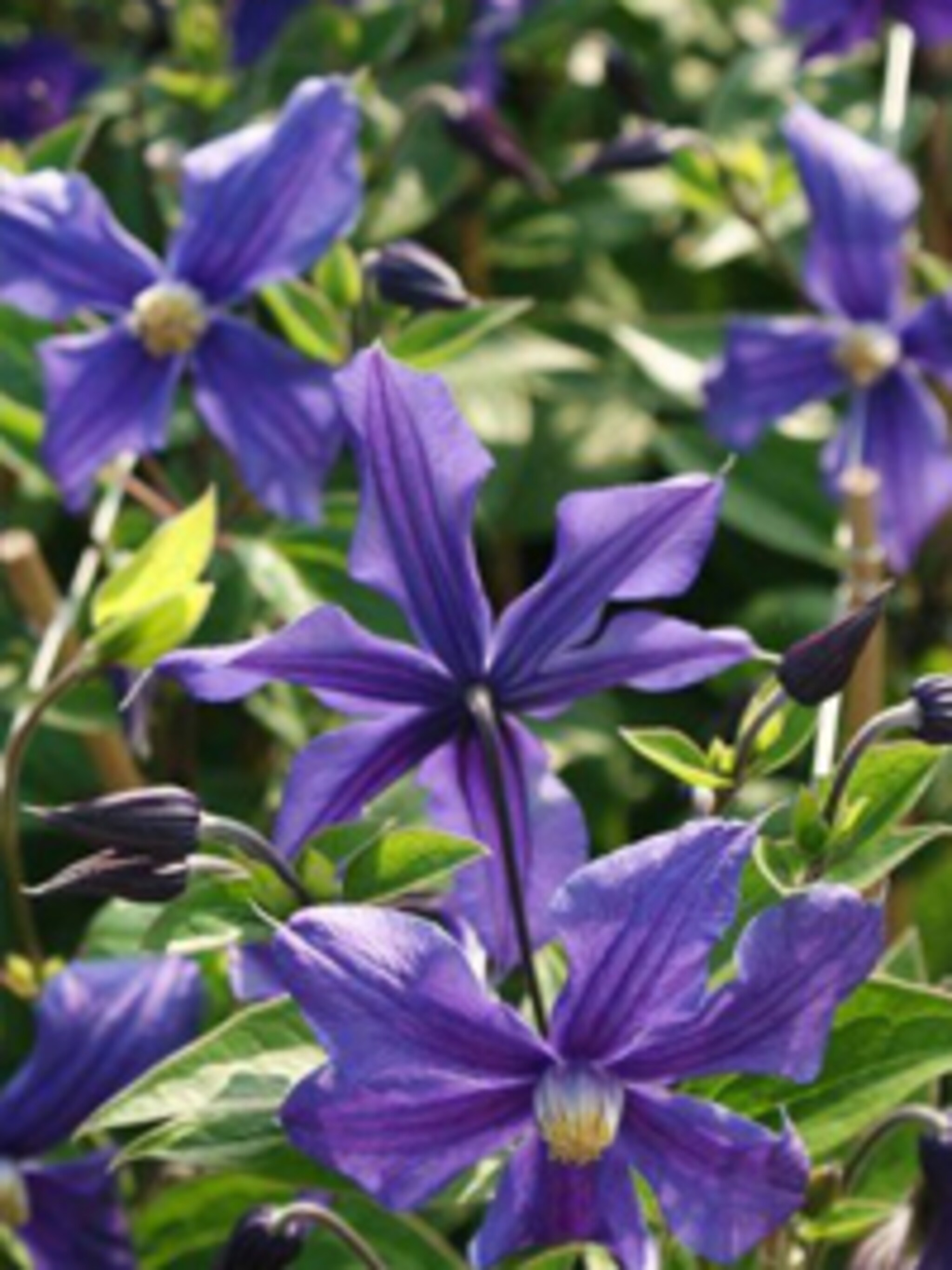 clematis durandii