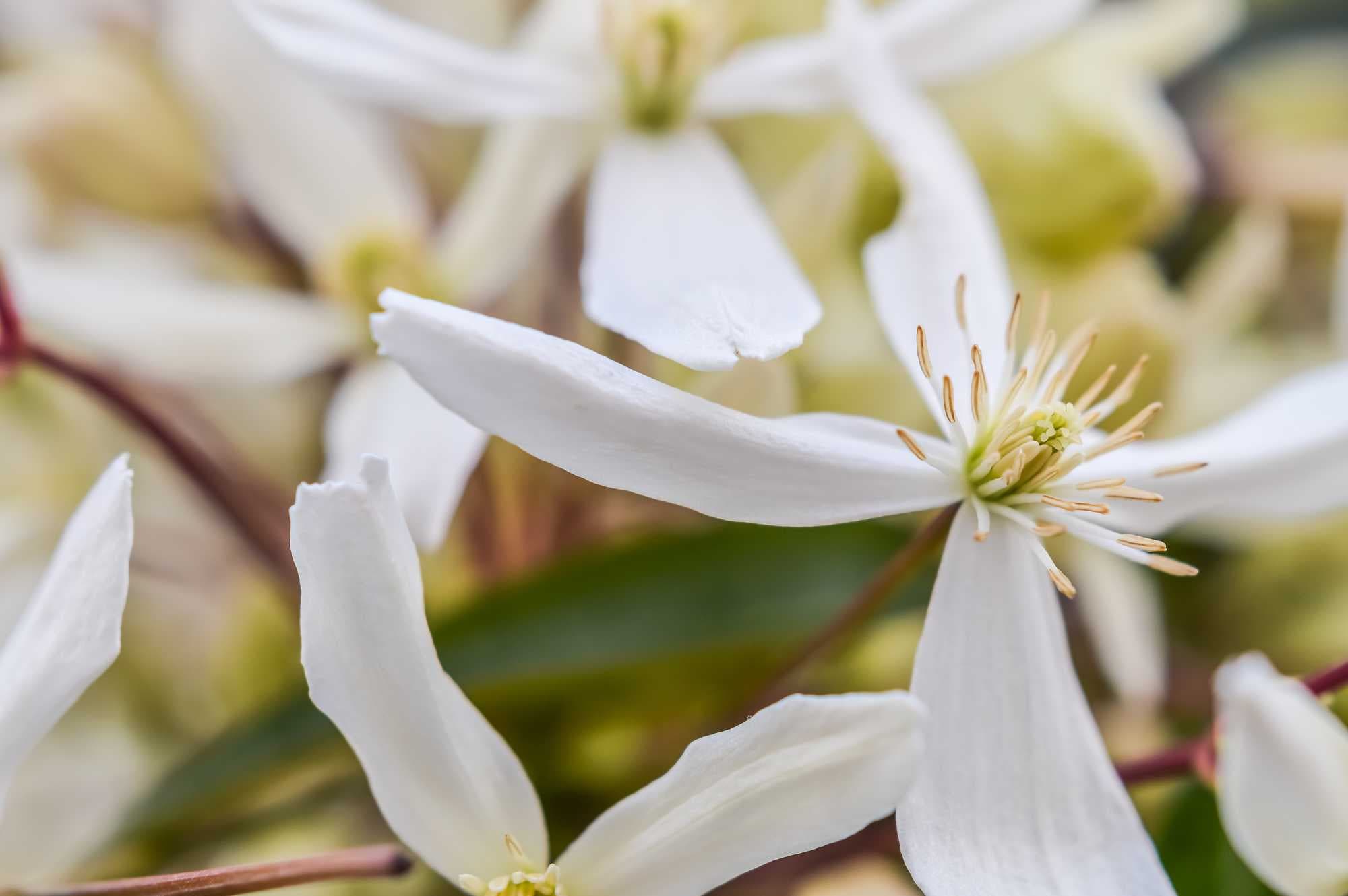 beeld vtwonen Shutterstock / sebastianosecondi