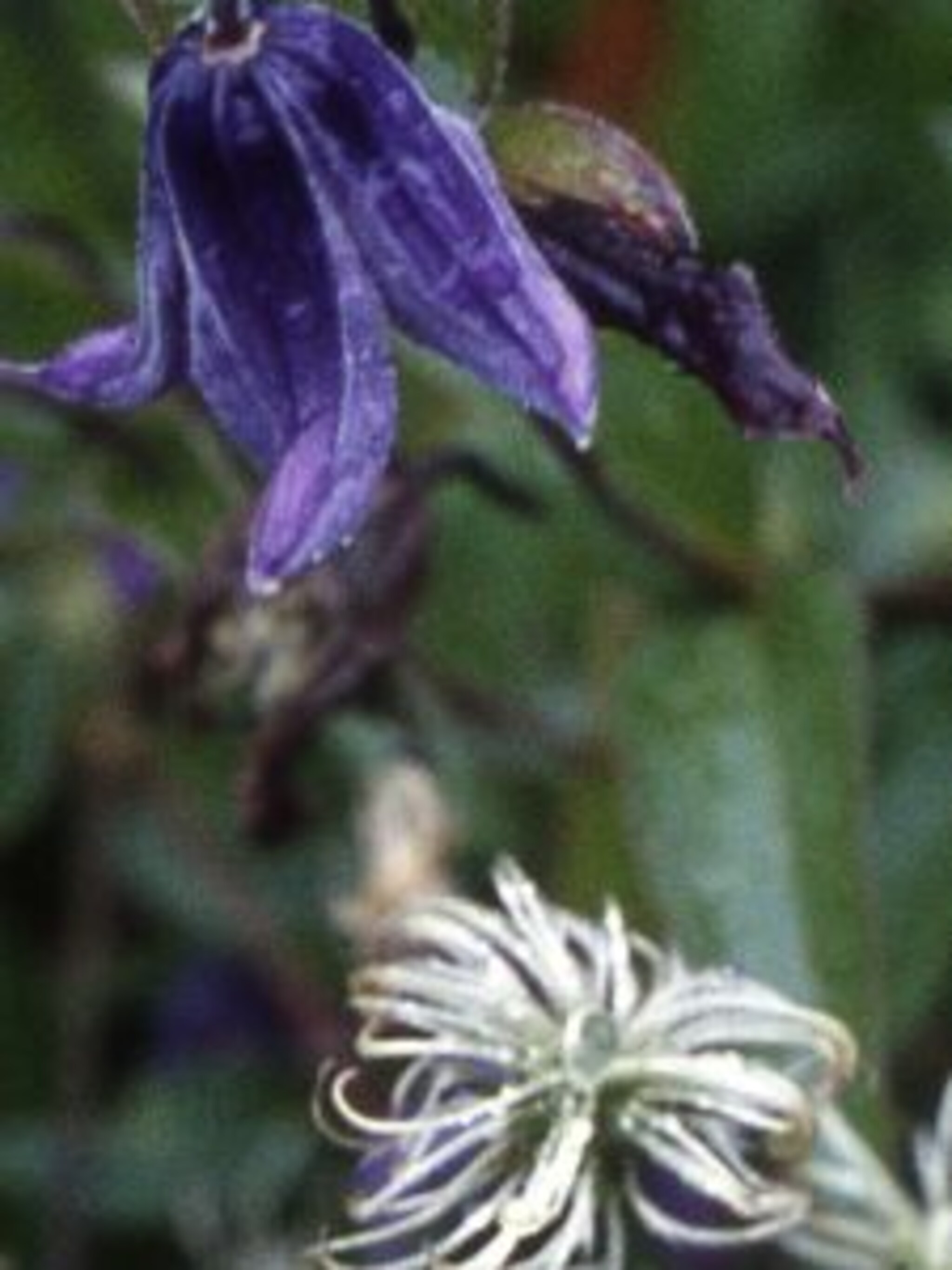 clematis integrifolia