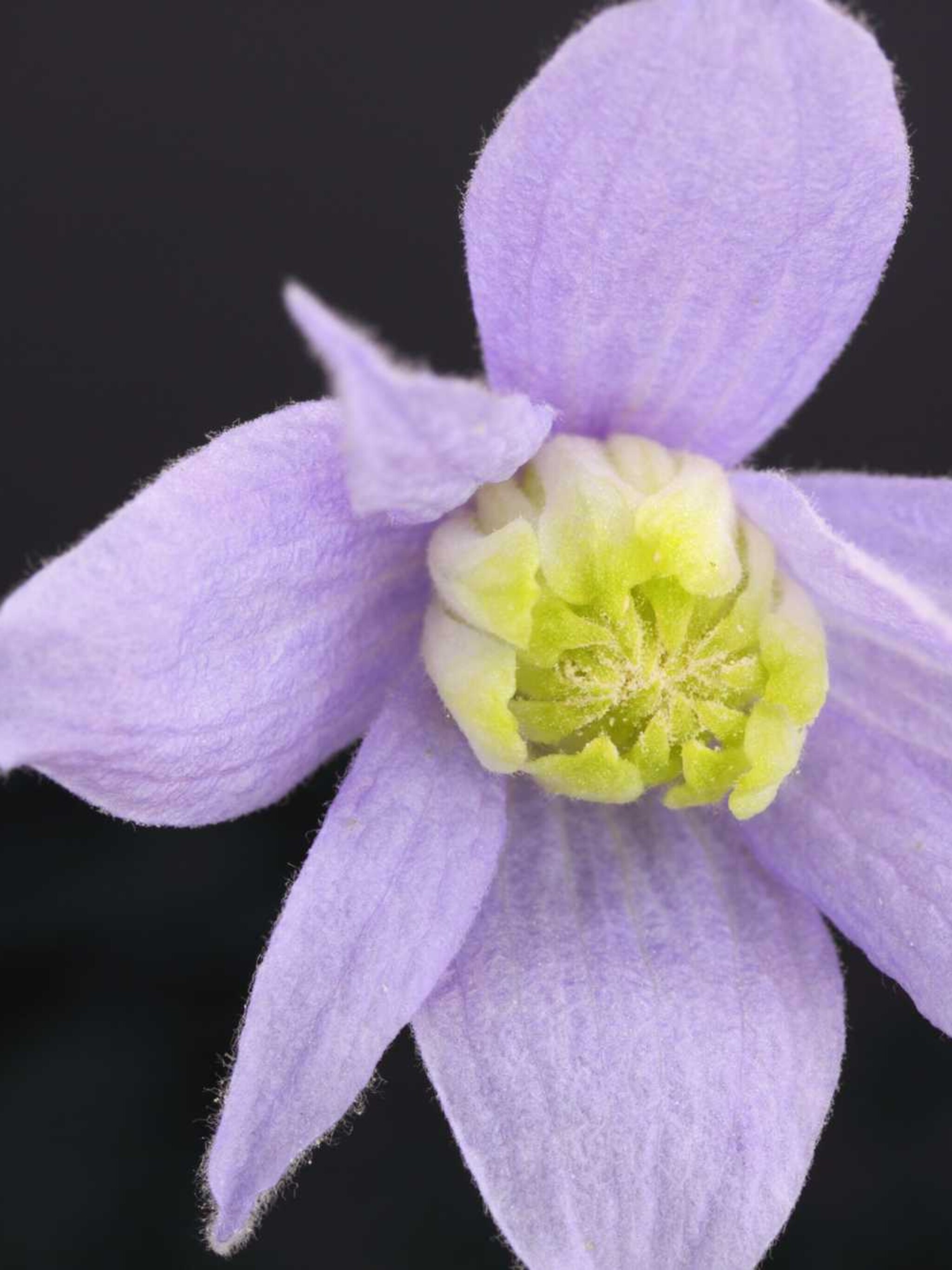 clematis macropetala