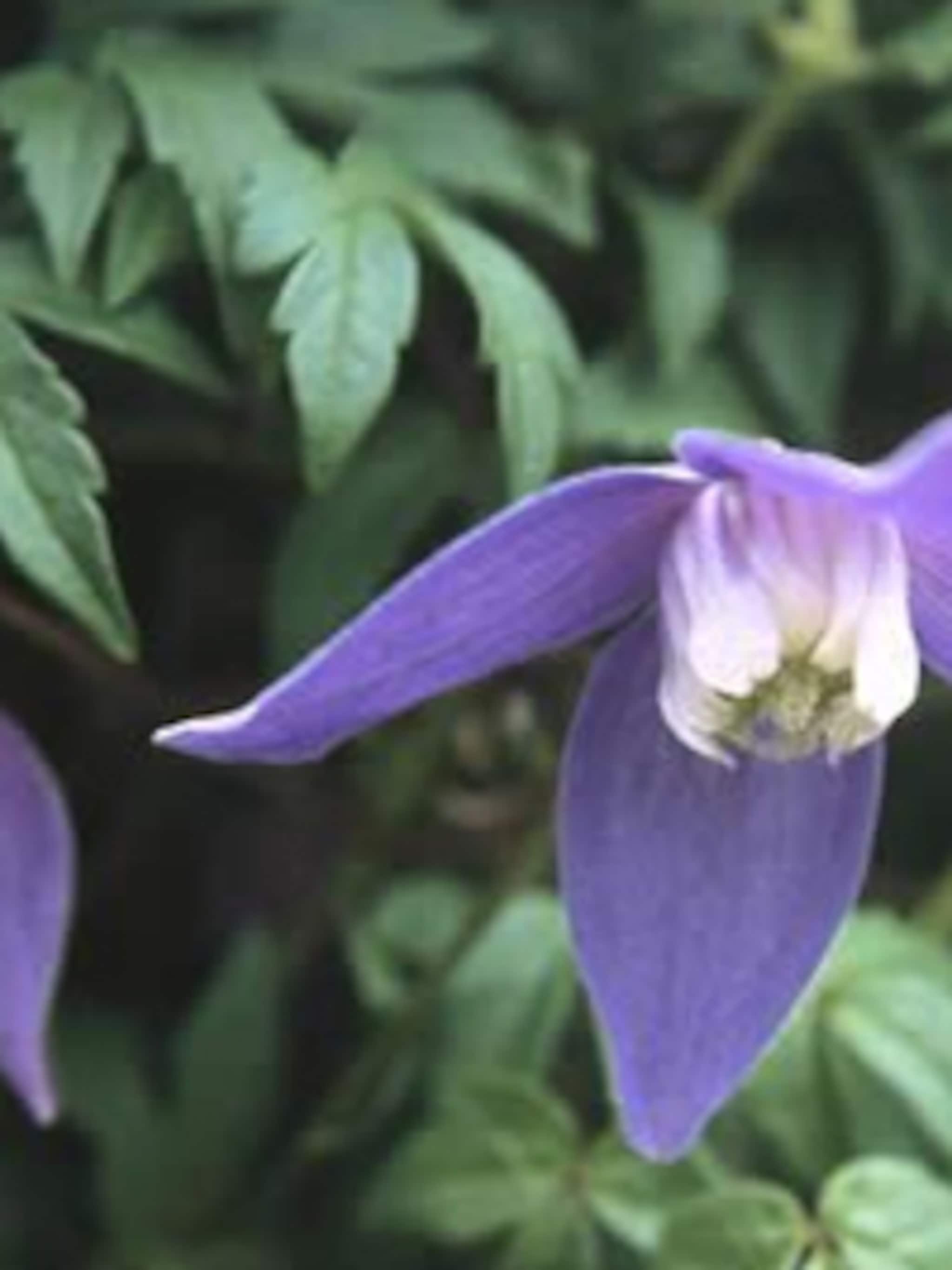clematis frances rivis