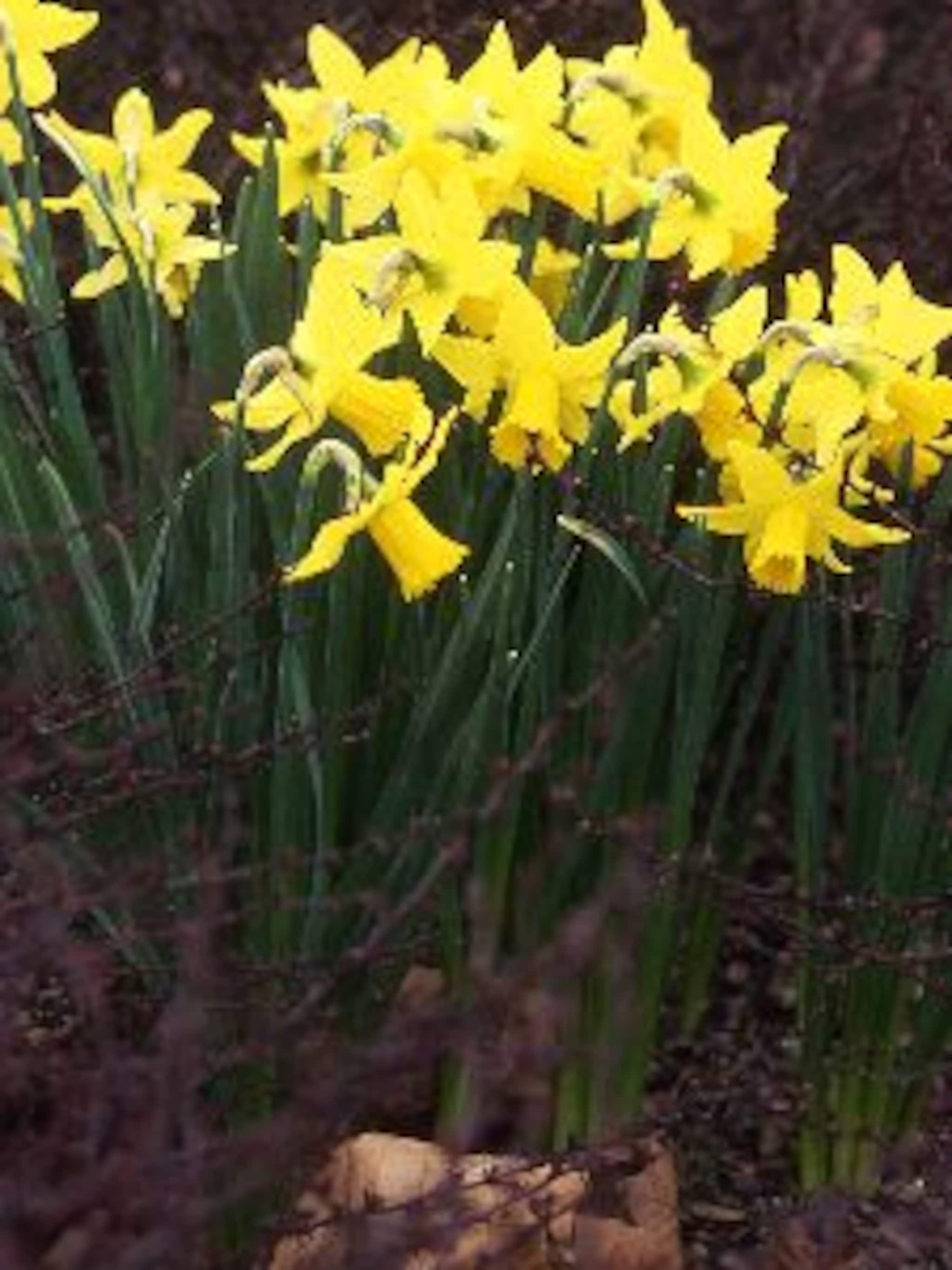 narcis february gold