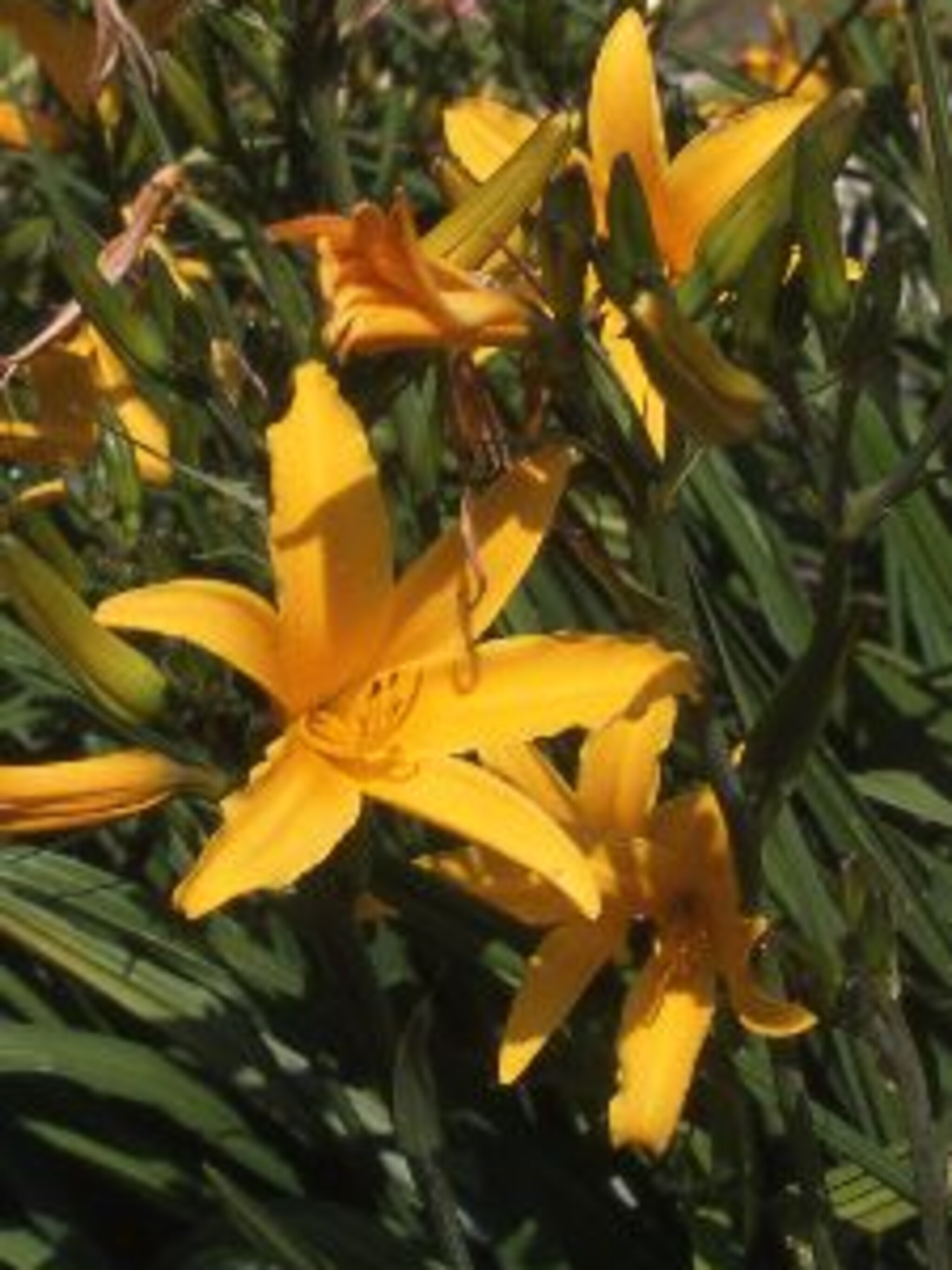 daglelie lilioasphodelus