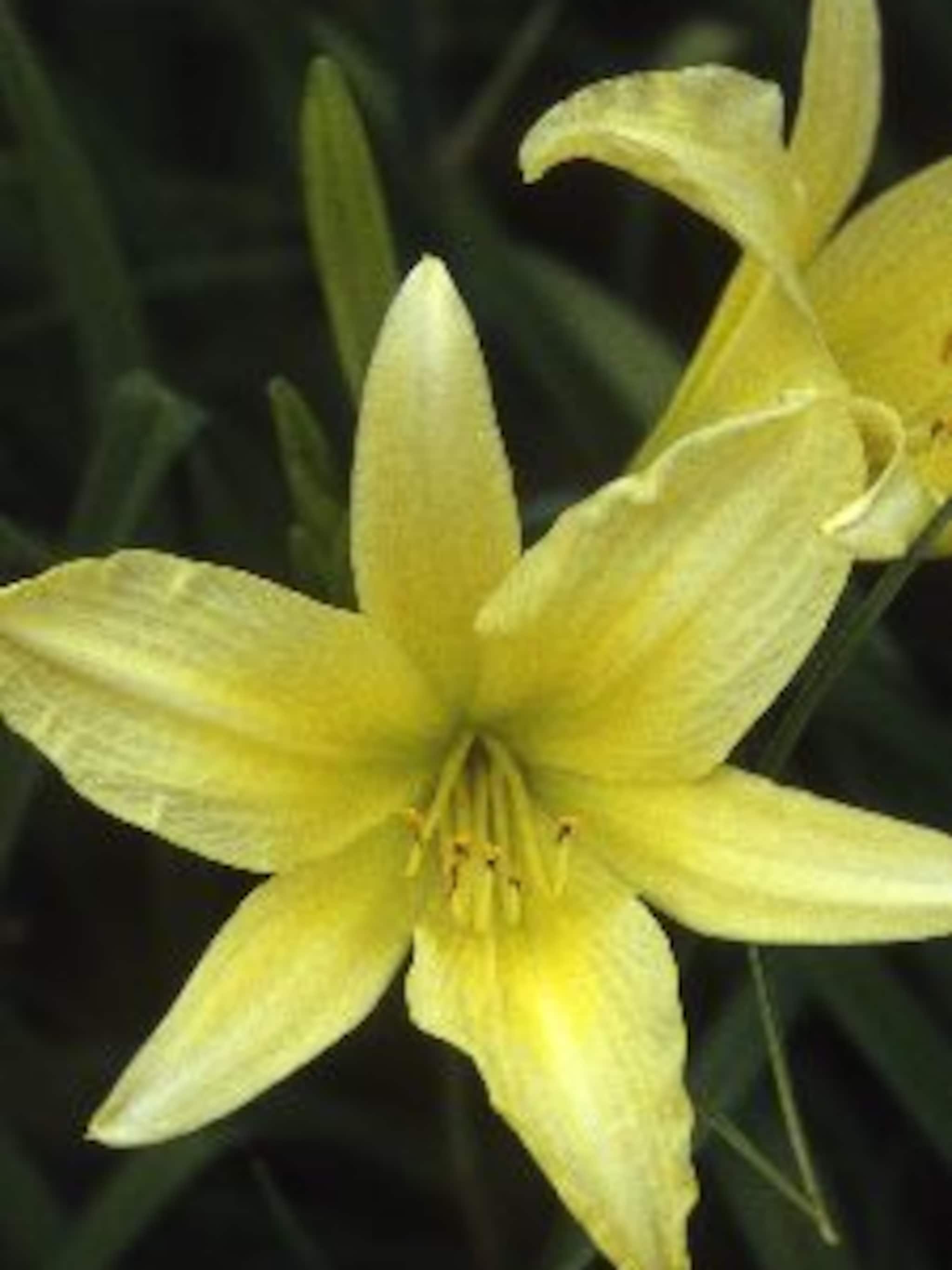 daglelie