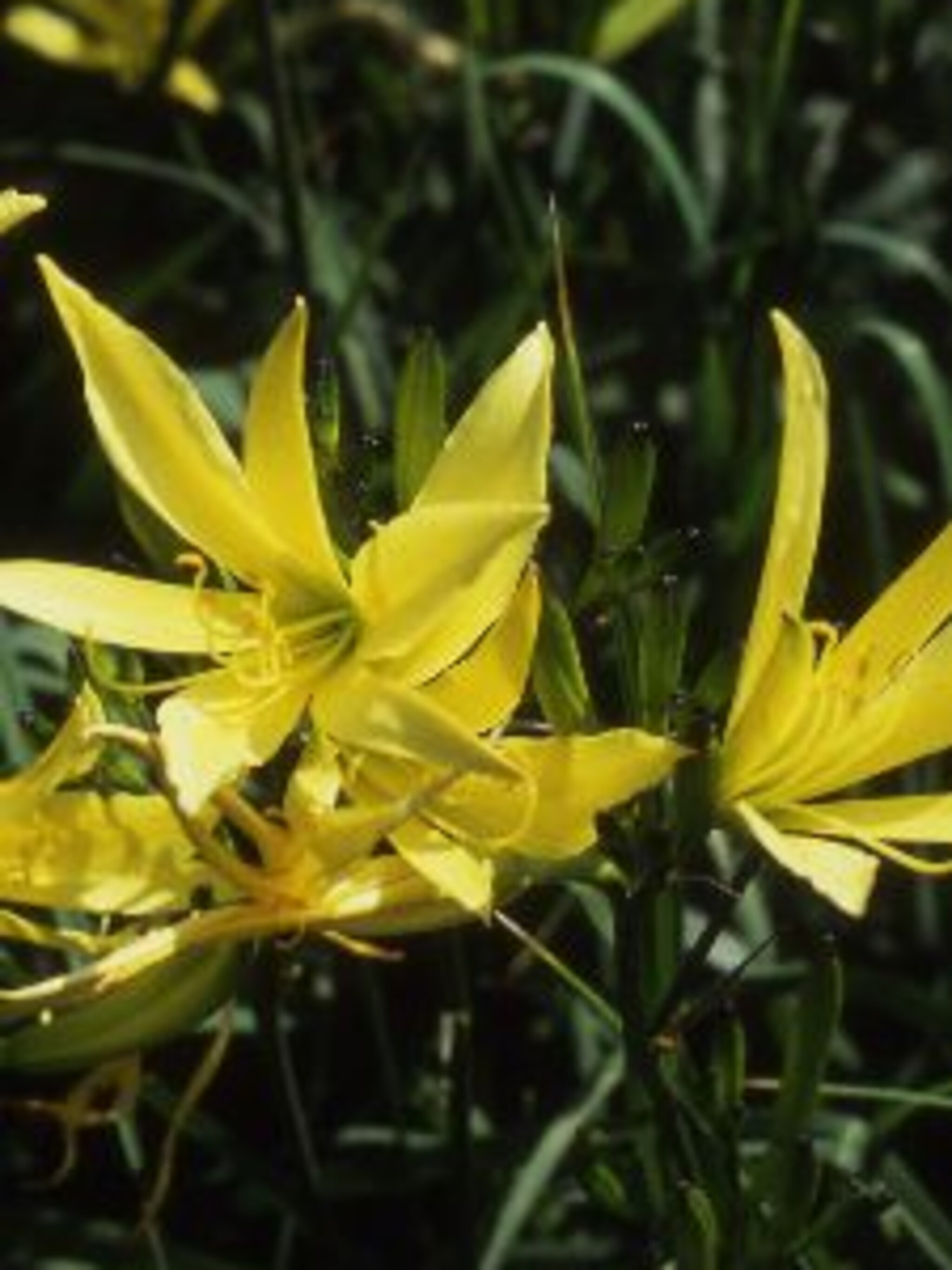 daglelie citrina