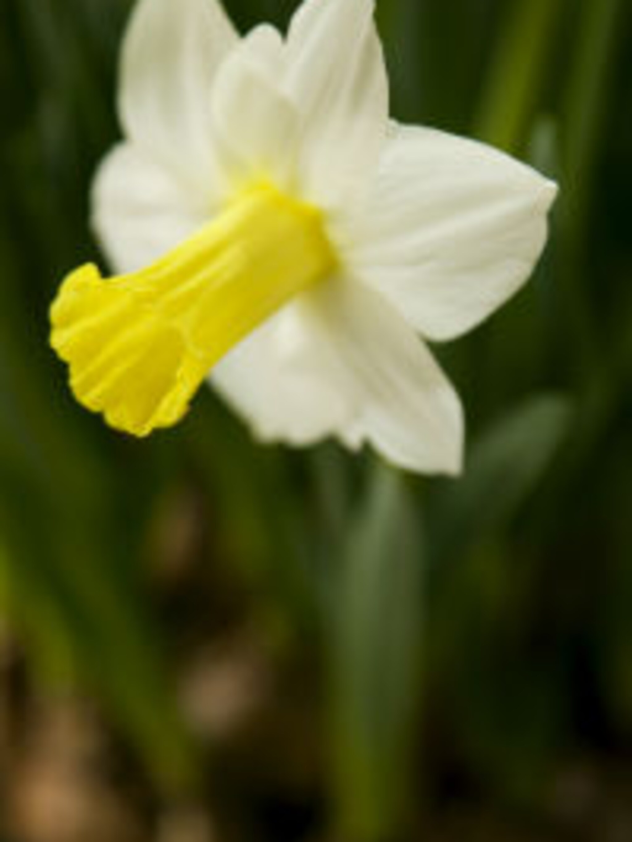 narcis