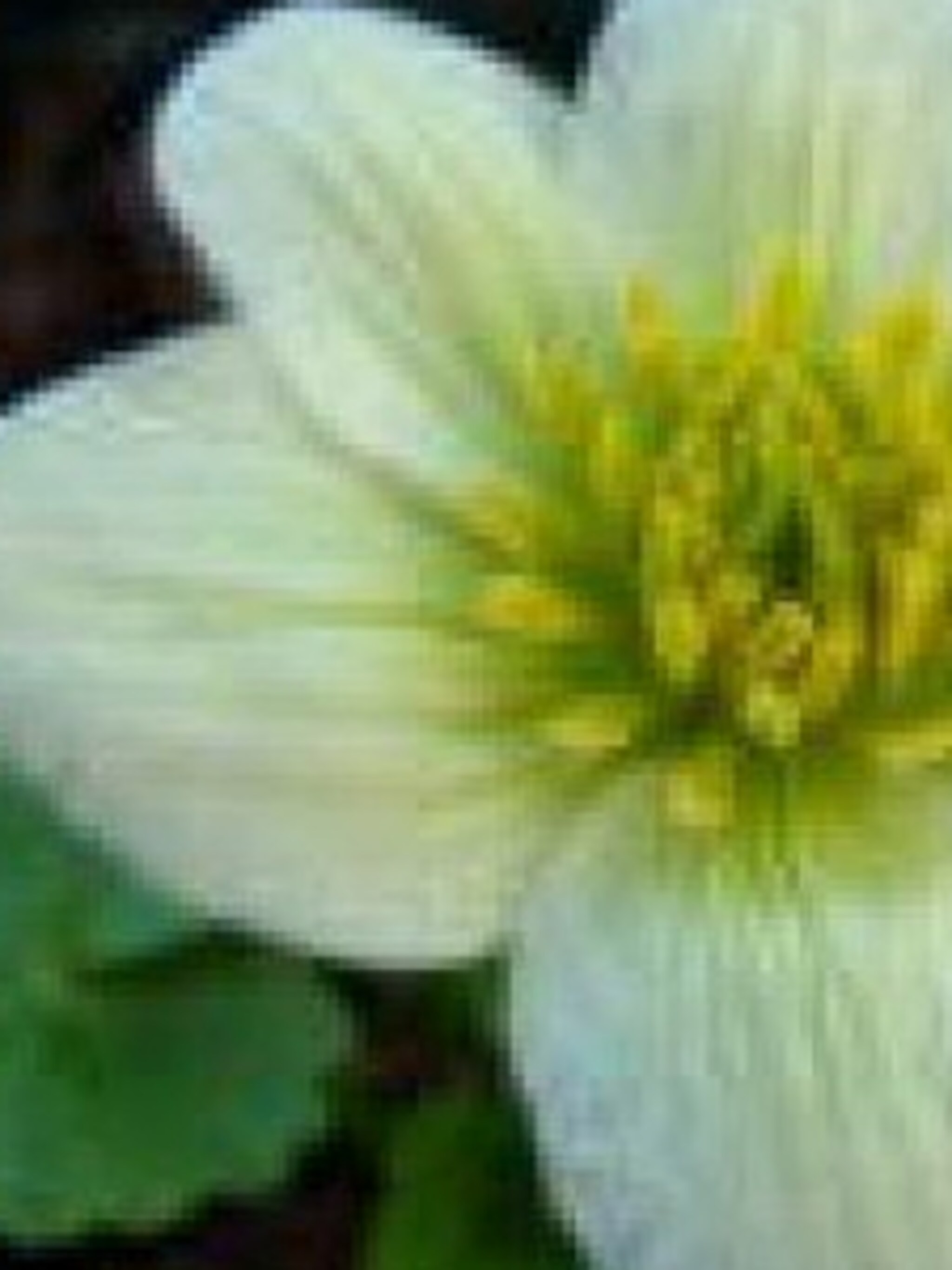 dotterbloem var alba
