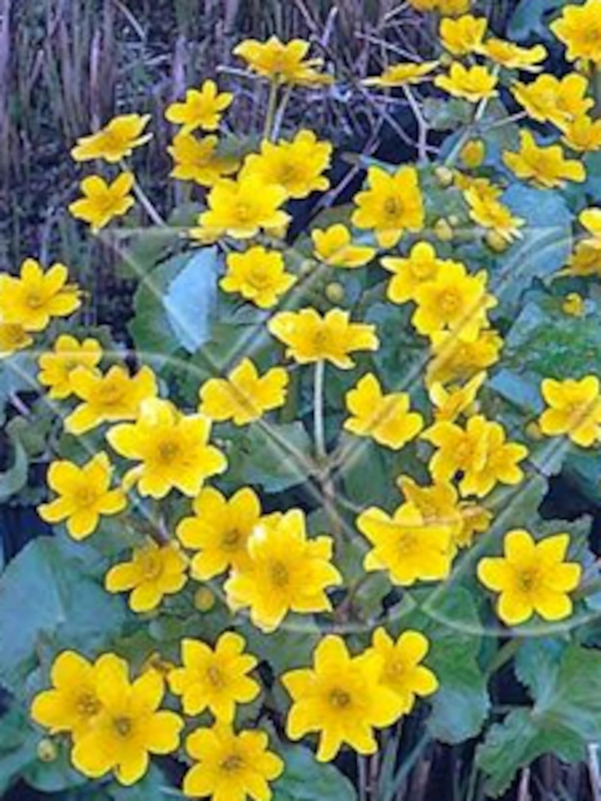 dotterbloem