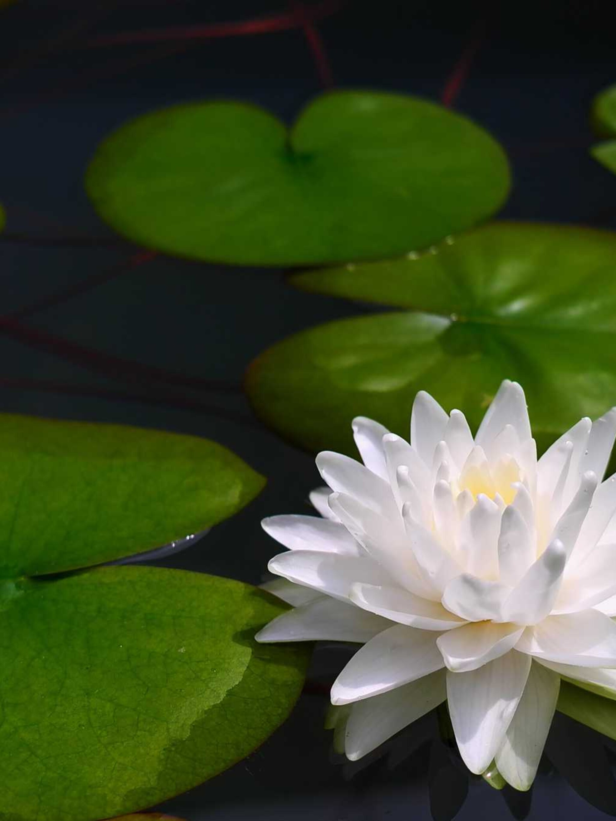 waterlelie nymphaea gonnere