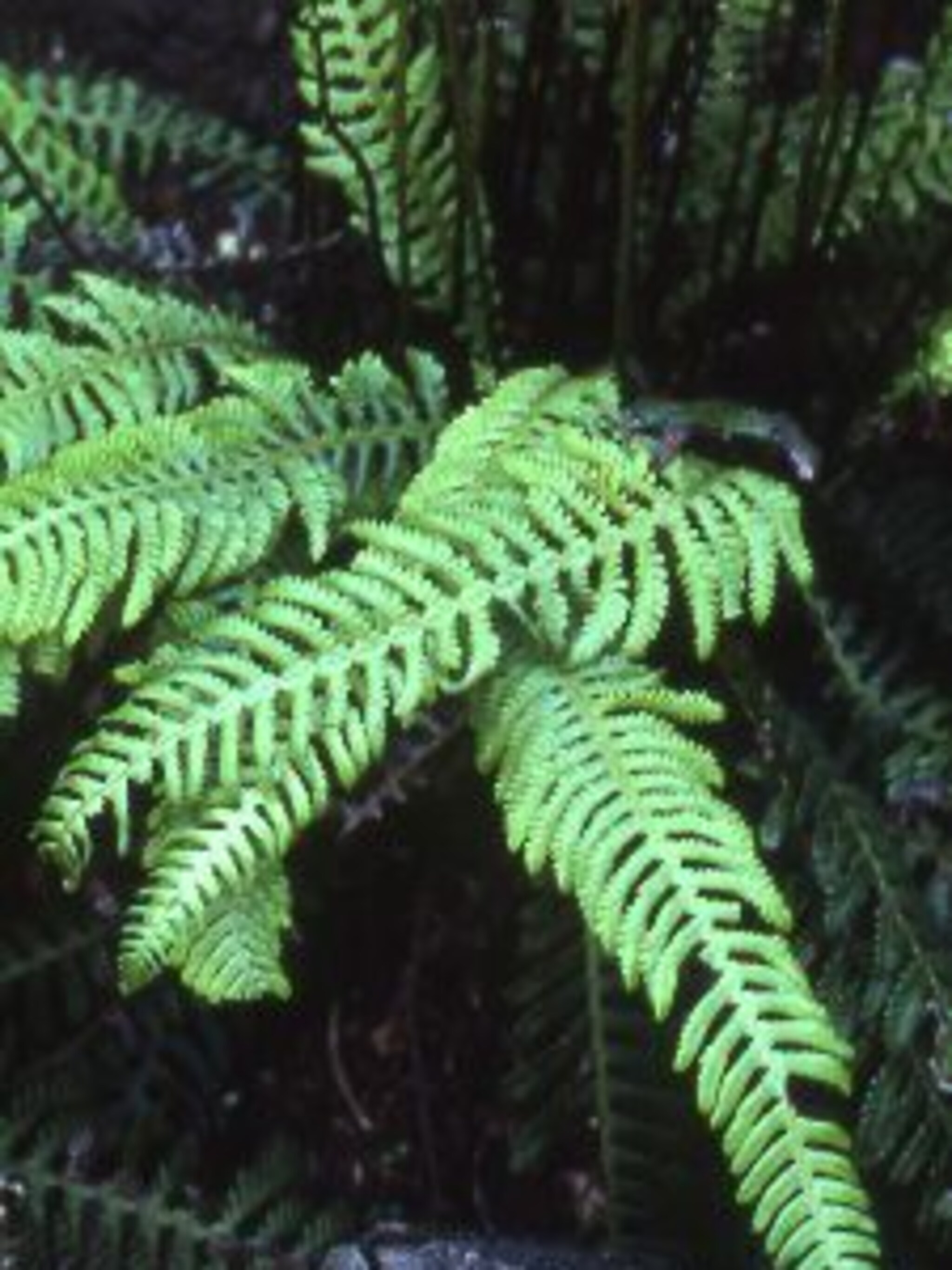 dubbelloof