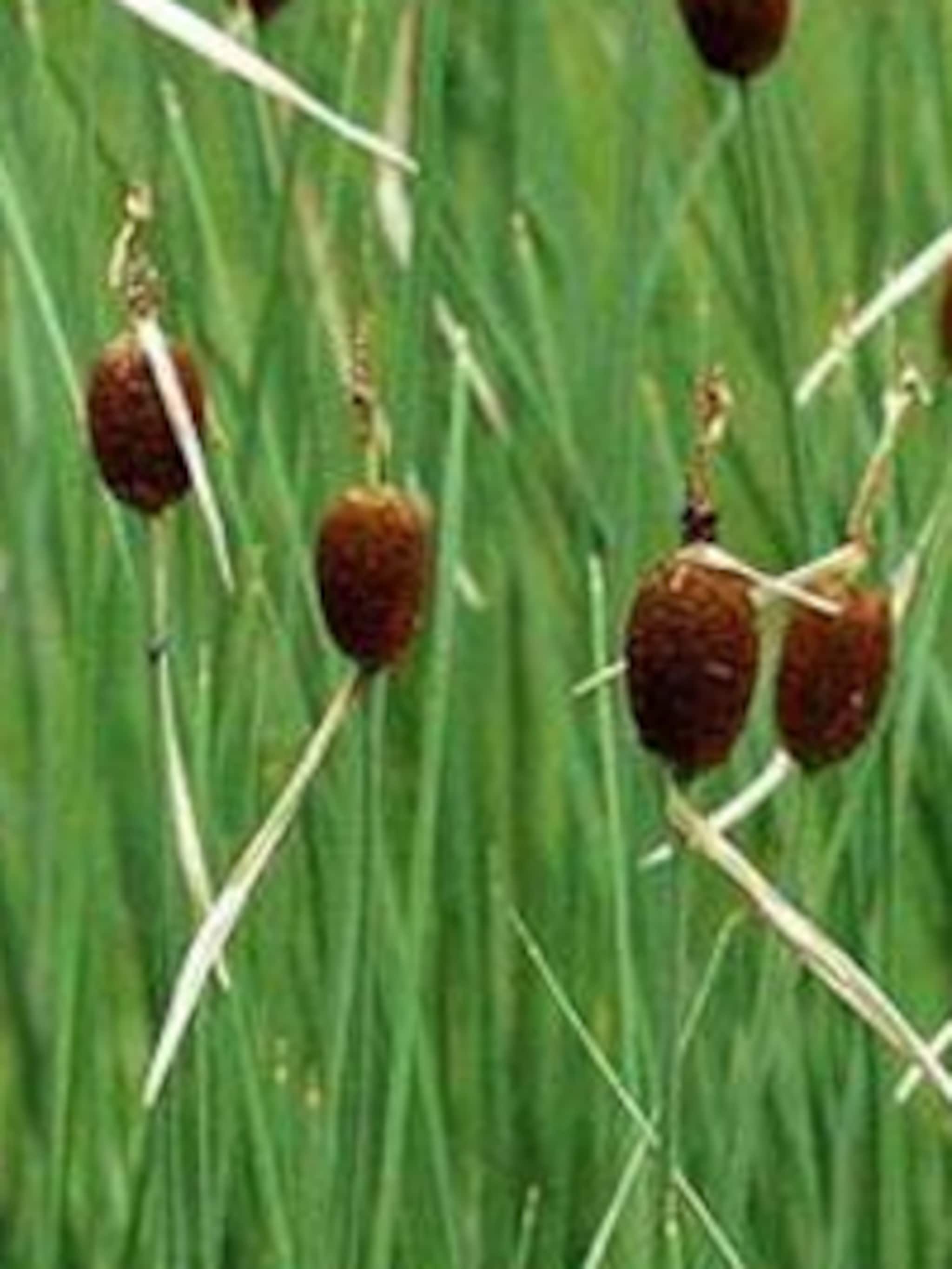 kleine lisdodde