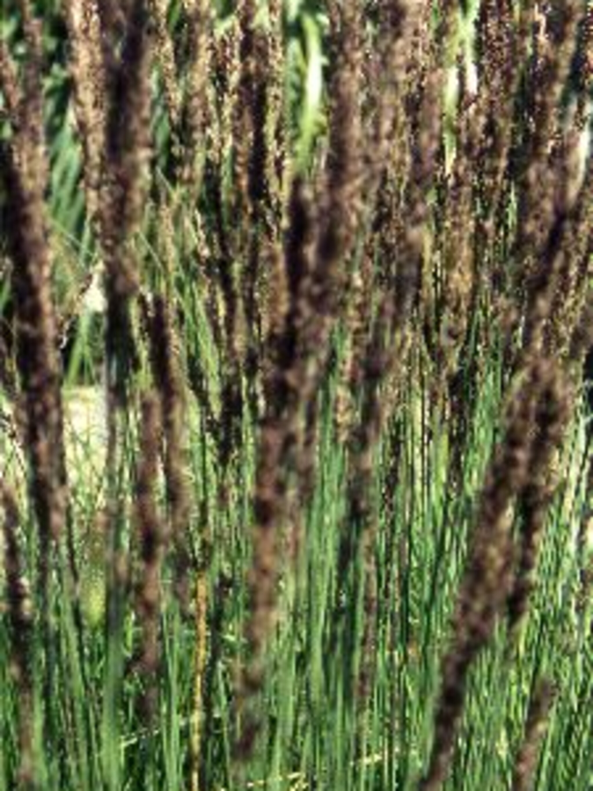 pijpenstrootje molinia caerulea