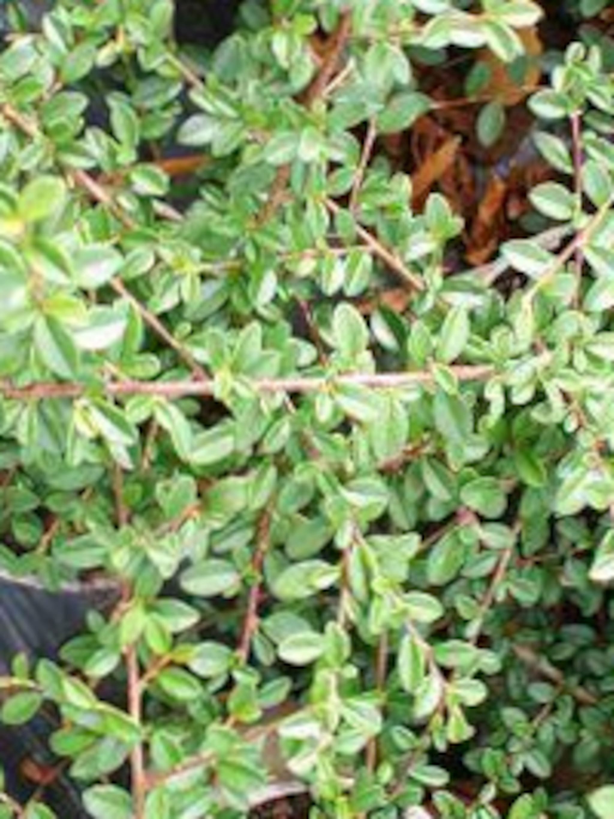 dwergmispel coral beauty