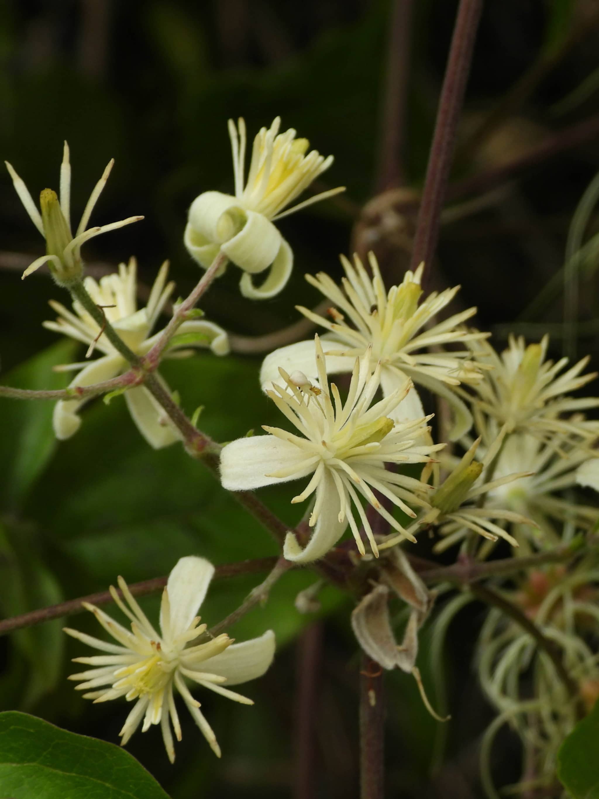 alles over de clematis vitalba