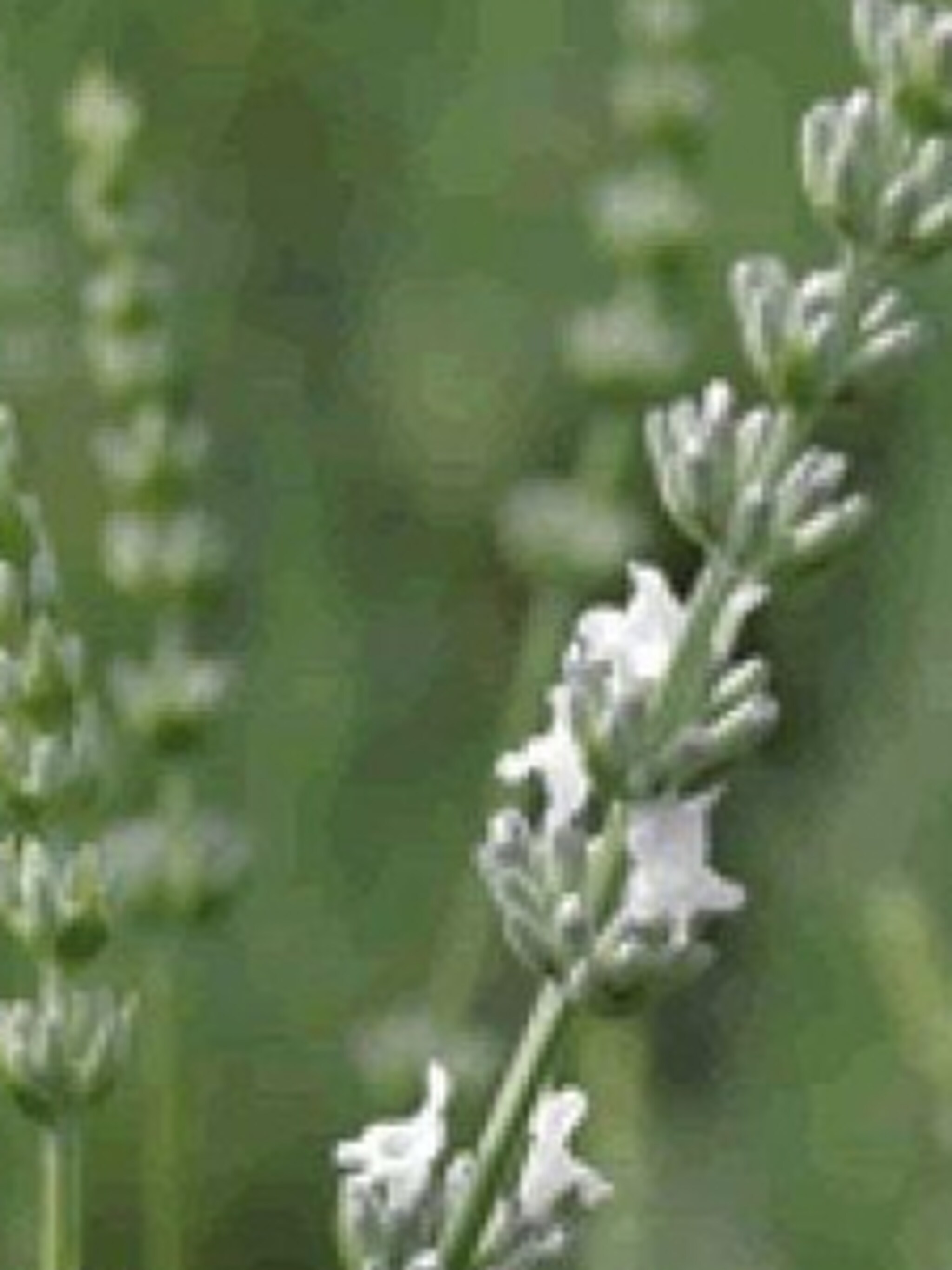 lavendel edelweiss