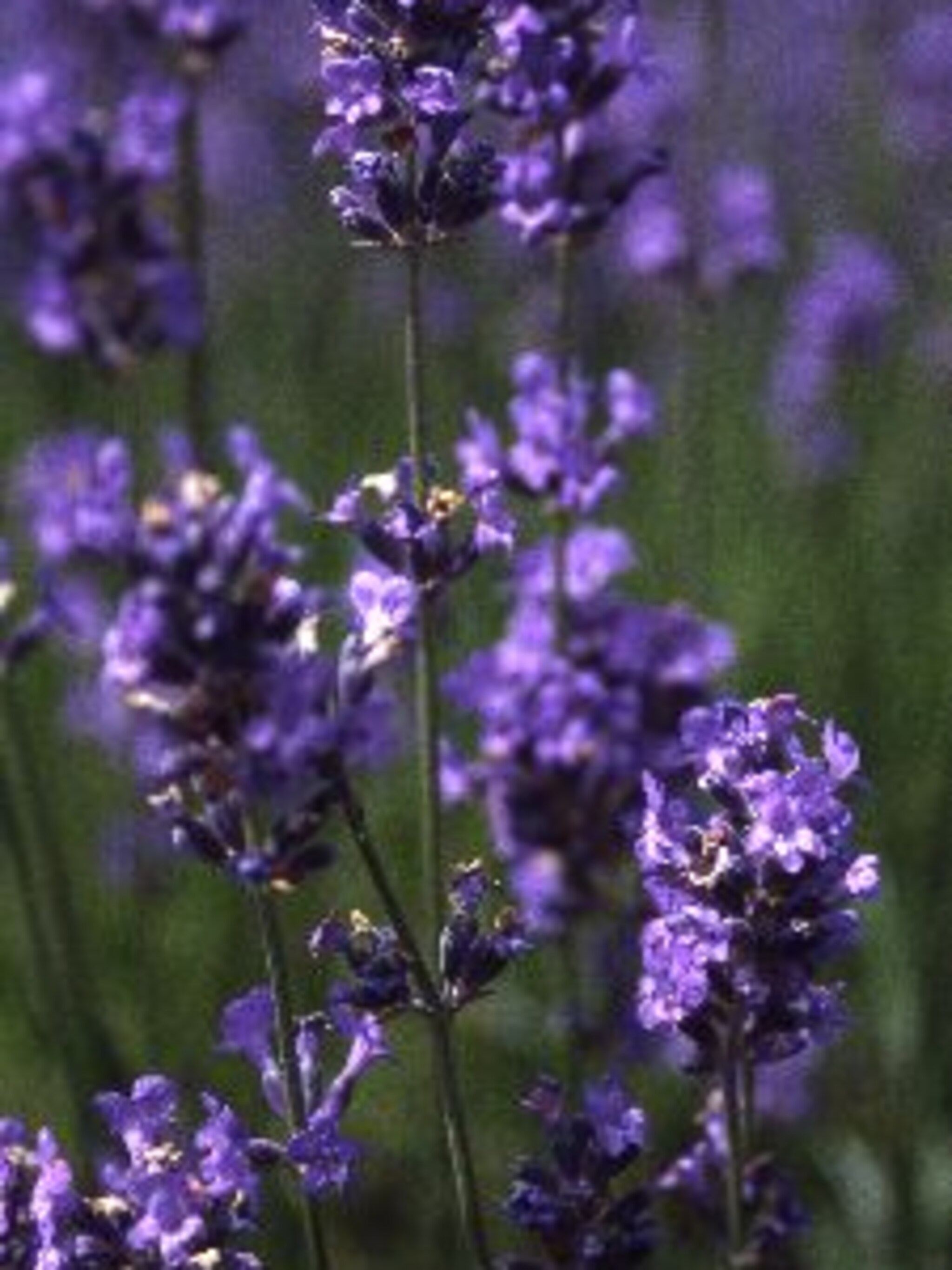 lavendel hidcote