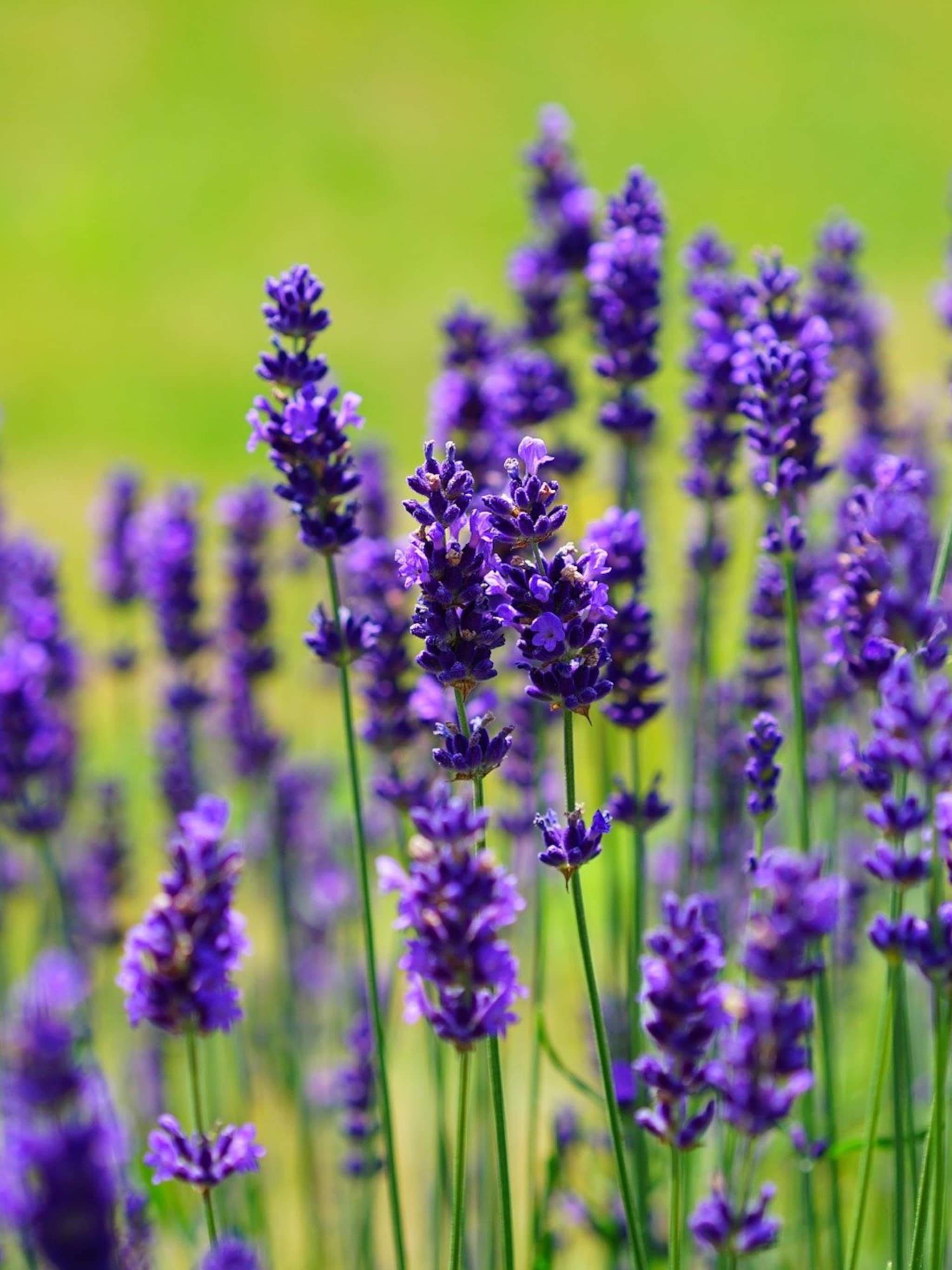 alles over lavendel