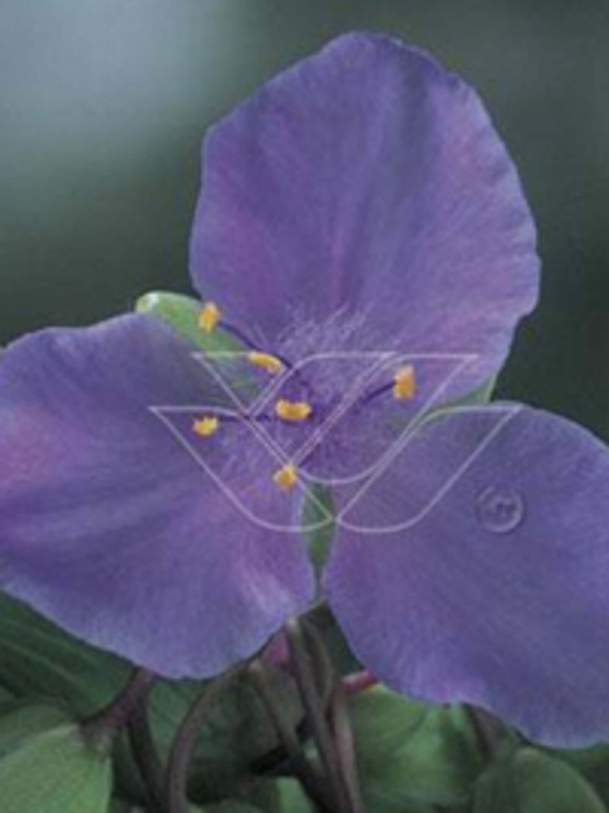 eendagsbloem j c weguelin