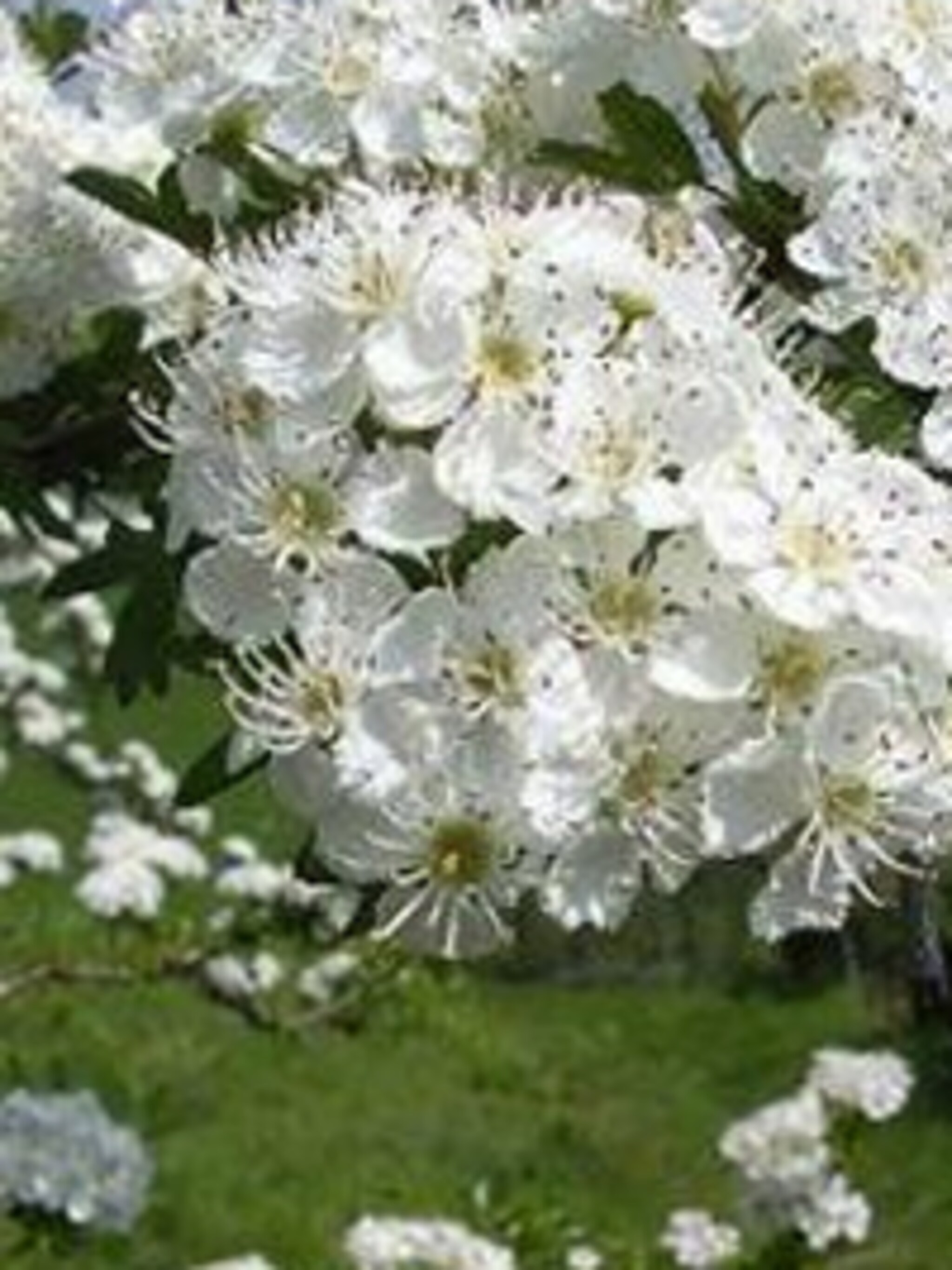 meidoorn crataegus