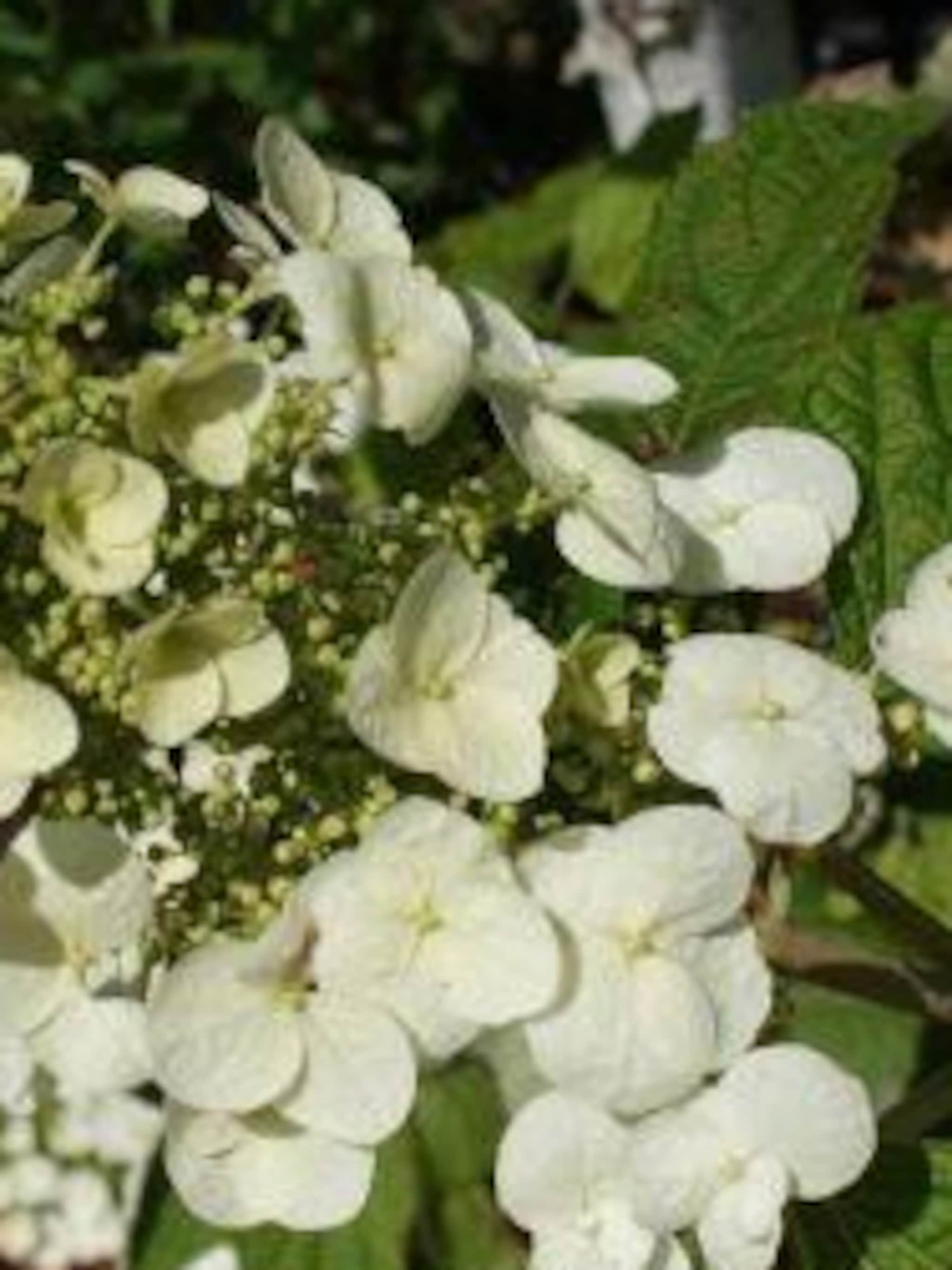 eikenbladhortensia flemygea