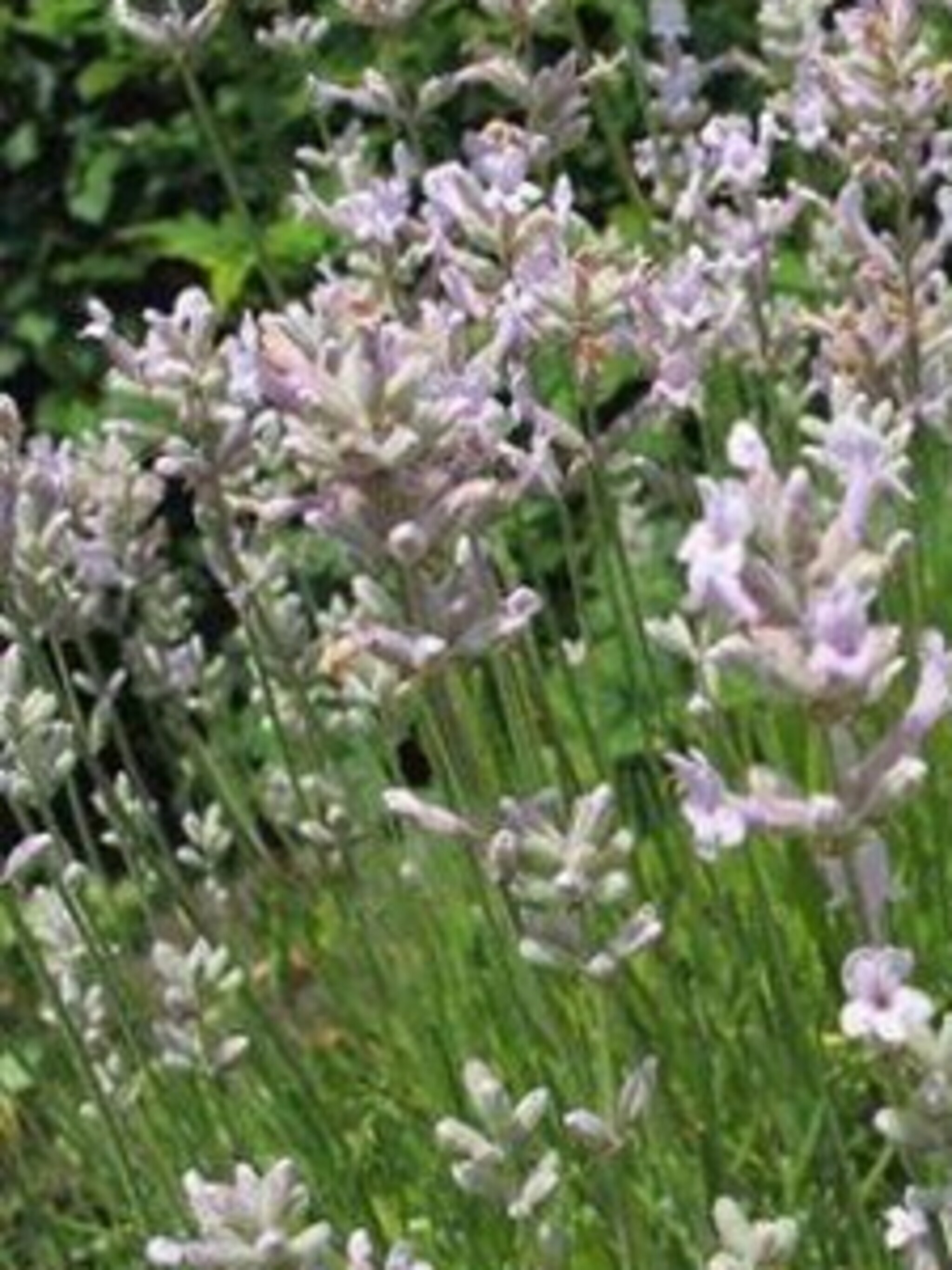 lavendel rosea