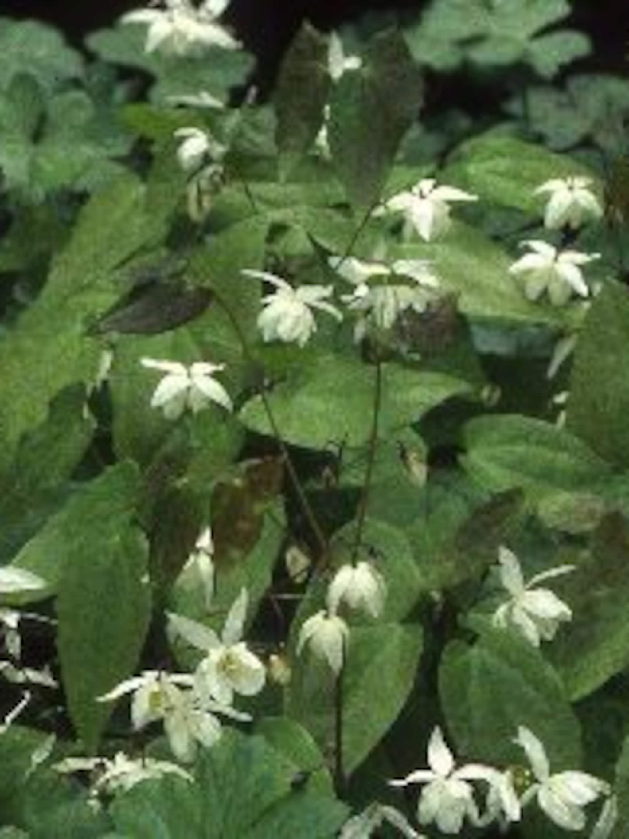 elfenbloem youngianum
