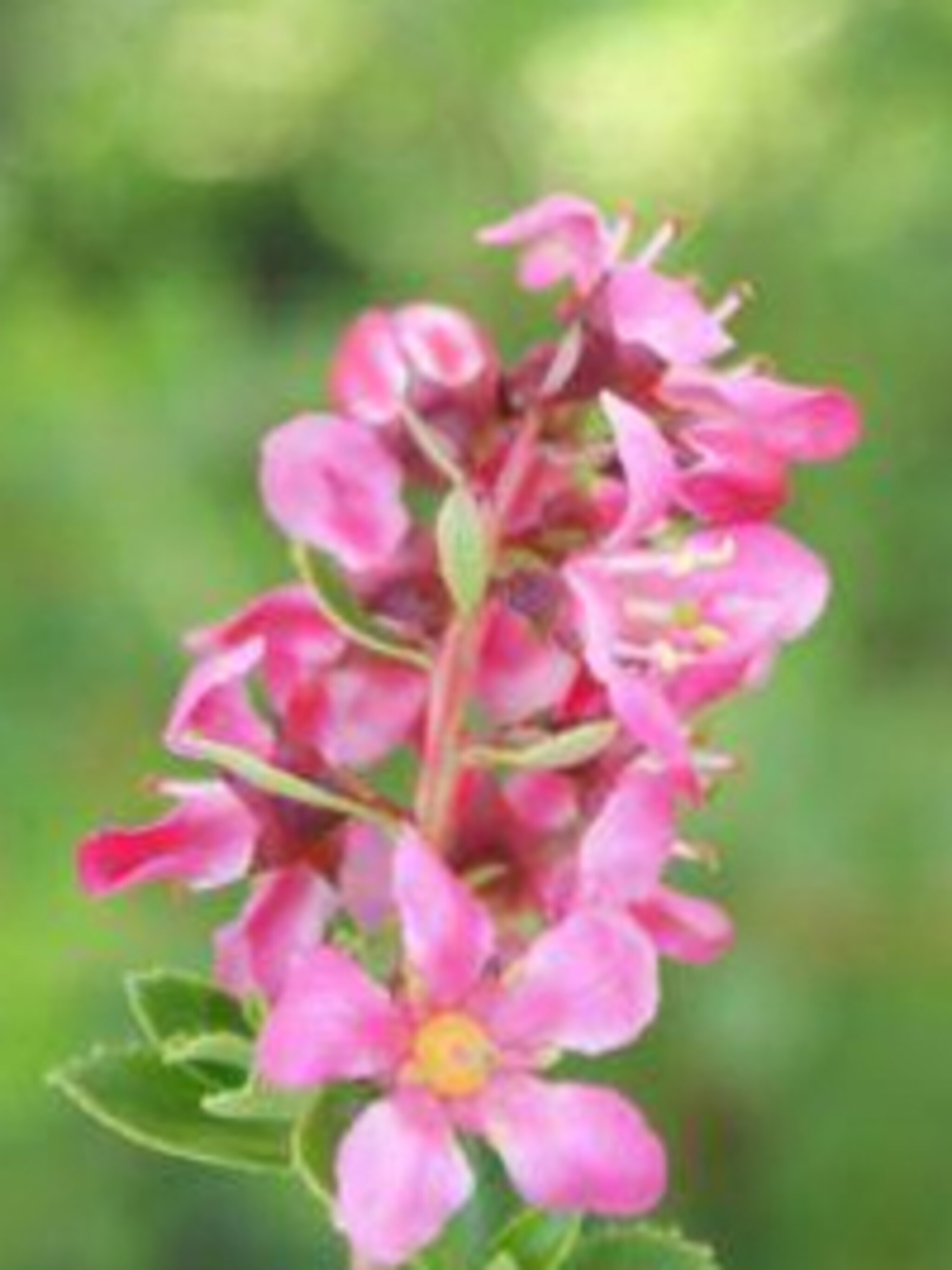 escallonia red dream