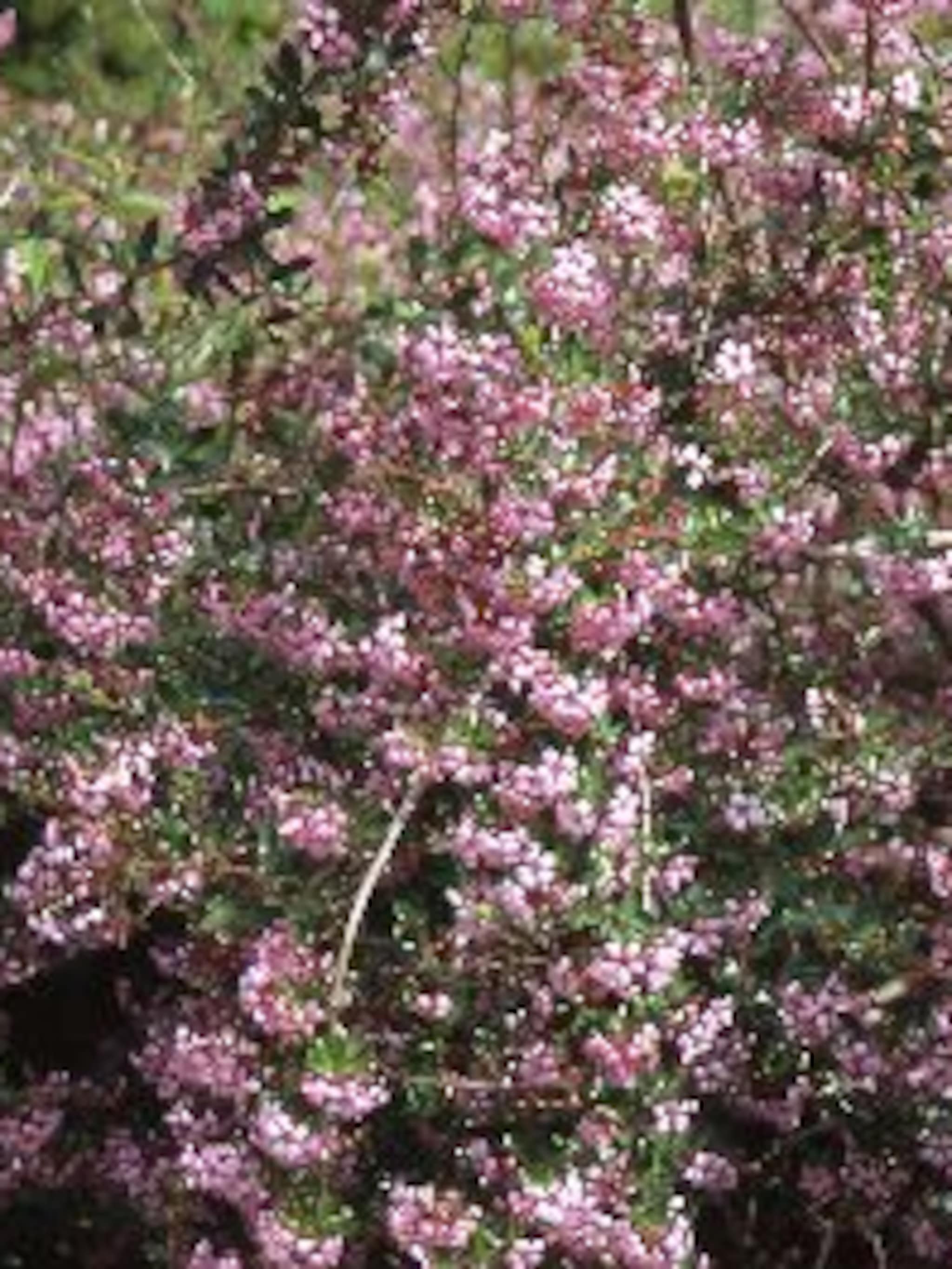 escallonia donard seedling