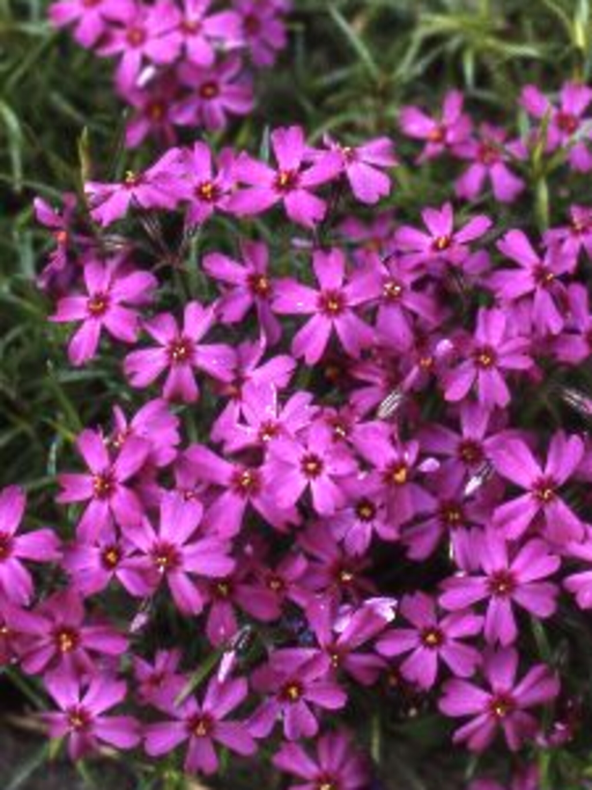 floks atropurpurea