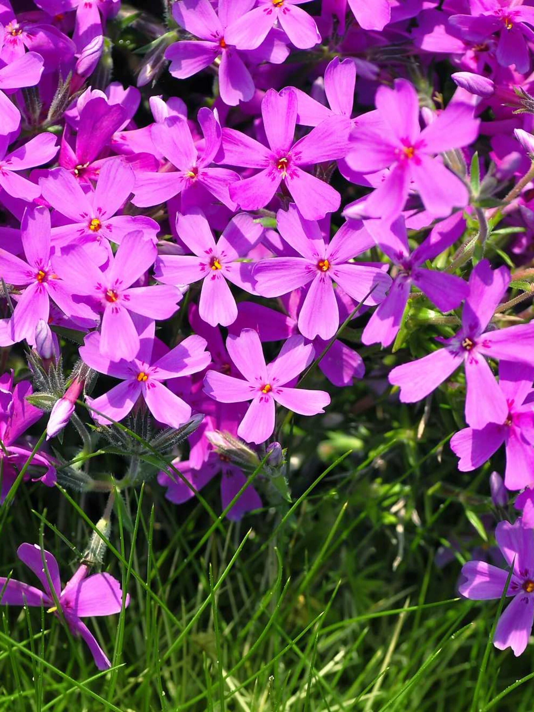 floks subulata groep