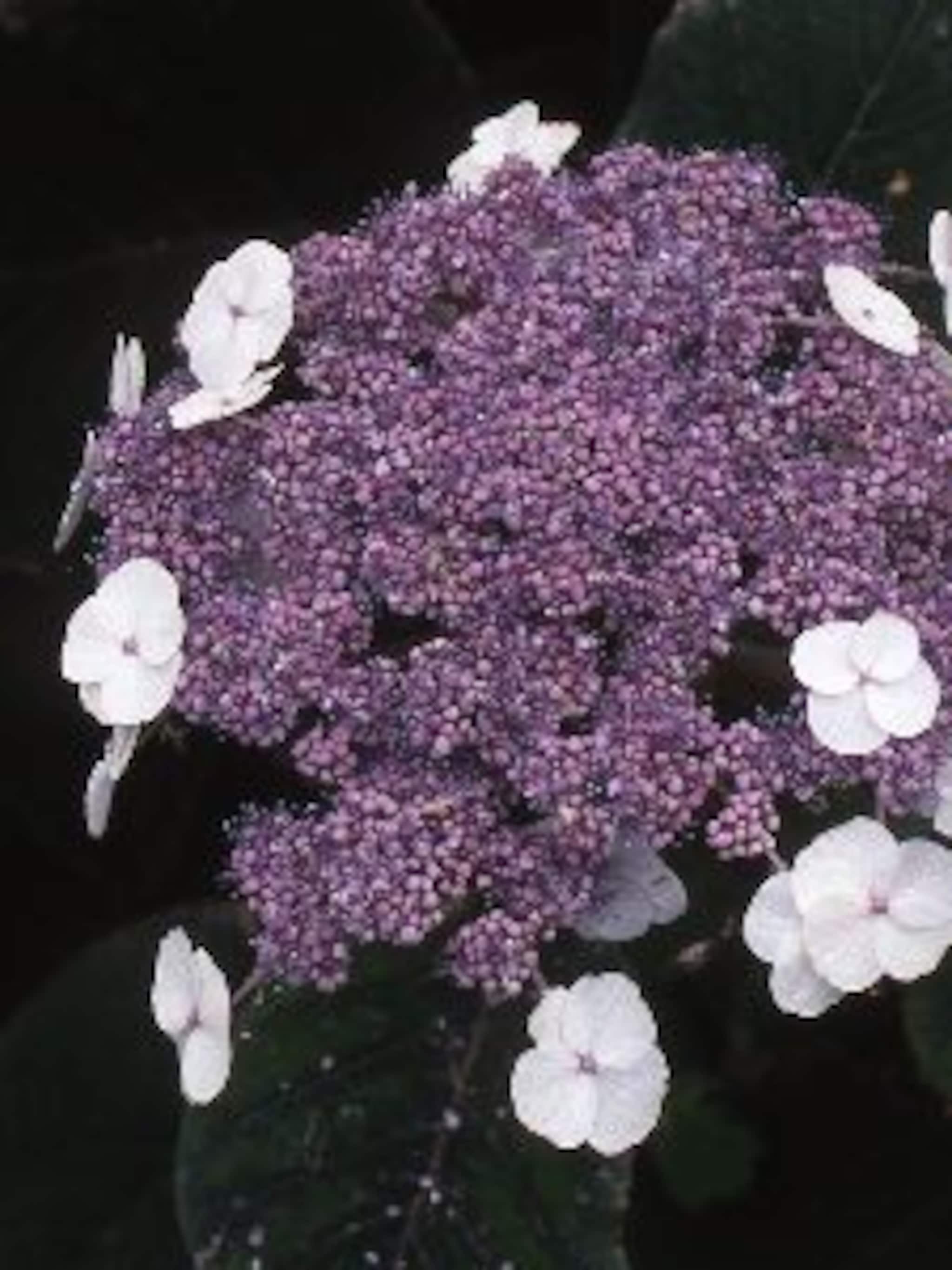 fluweelhortensia macrophylla