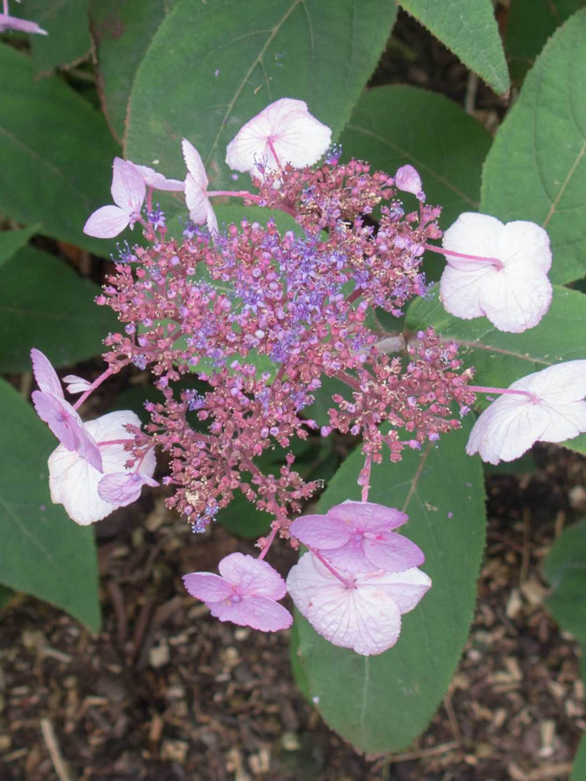 fluweelhortensia