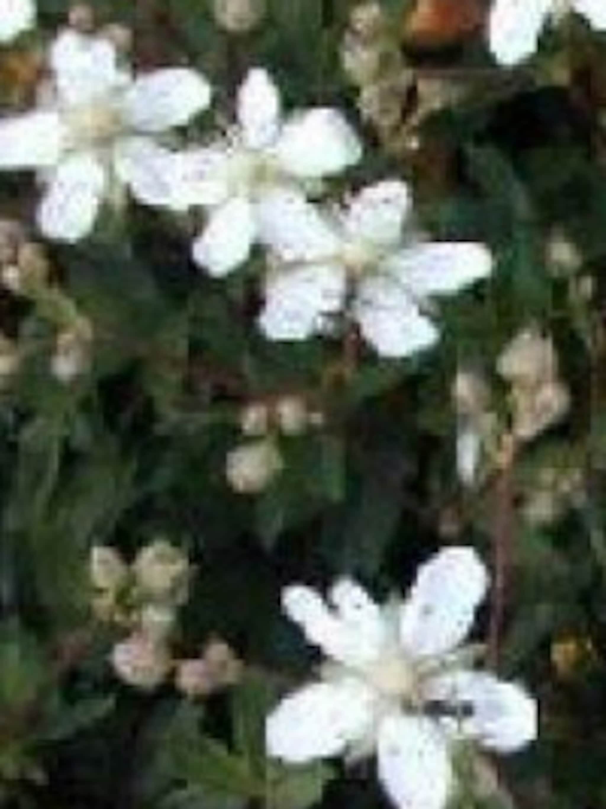 ganzerik potentilla nuuk