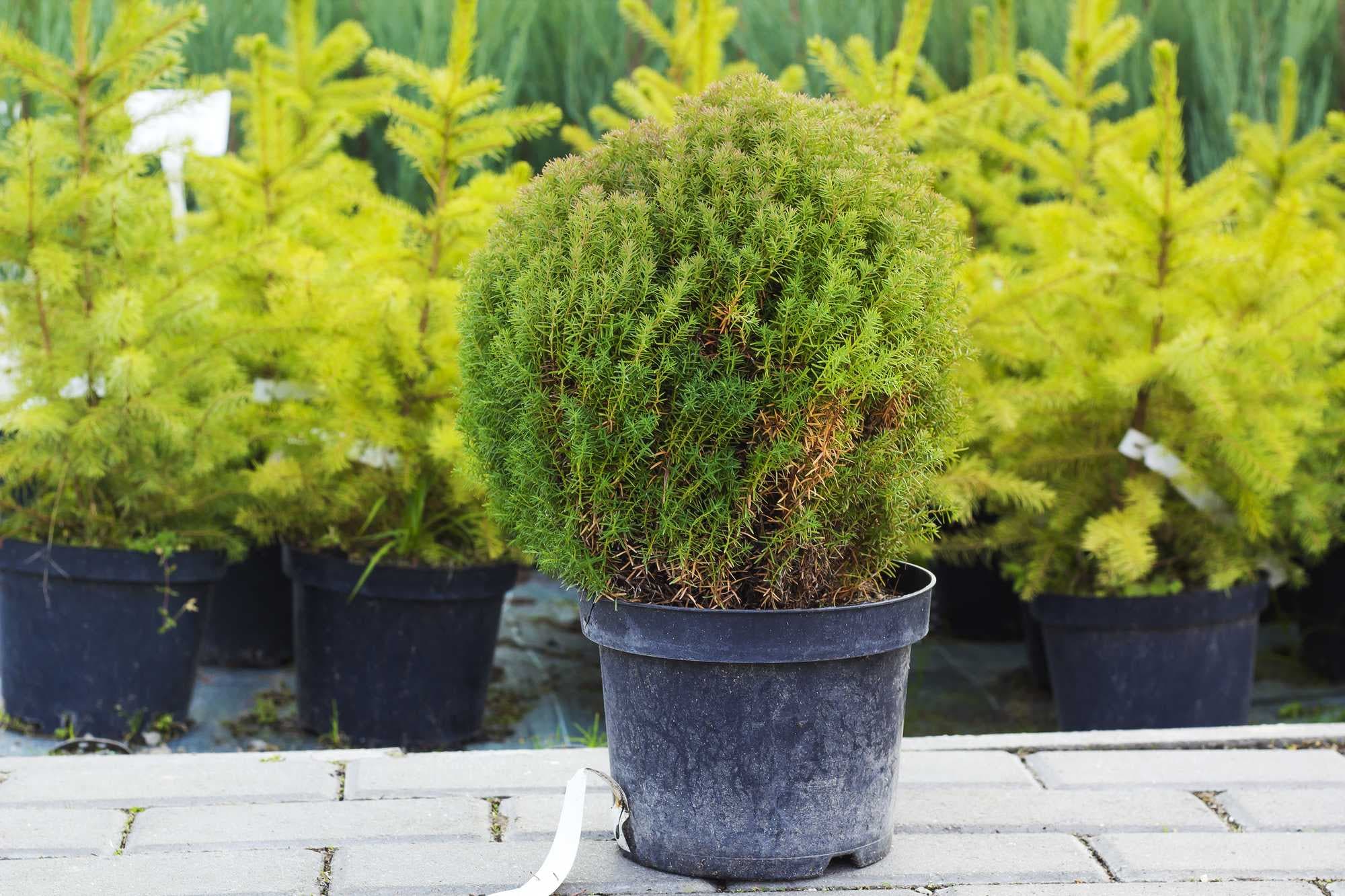 beeld vtwonen Shutterstock / dmf87