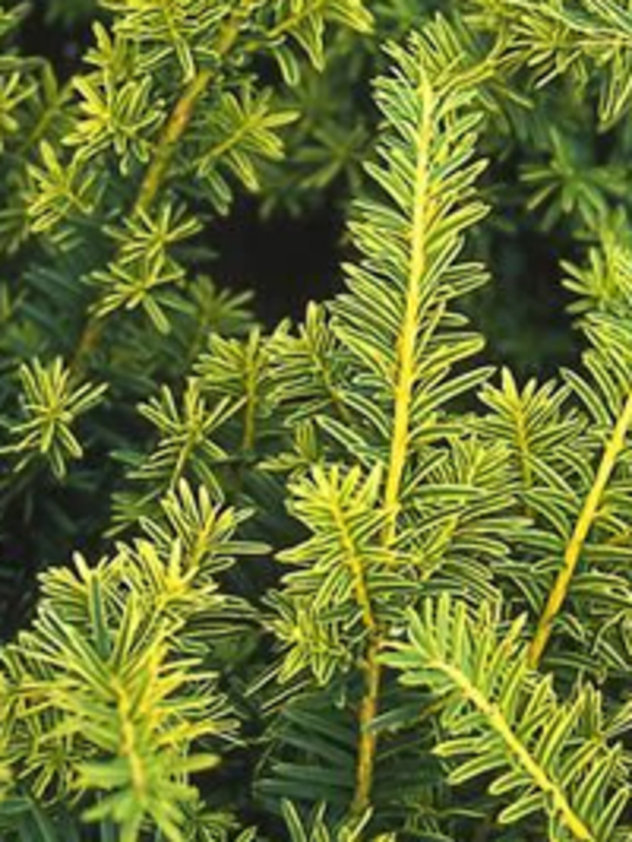 venijnboom summergold