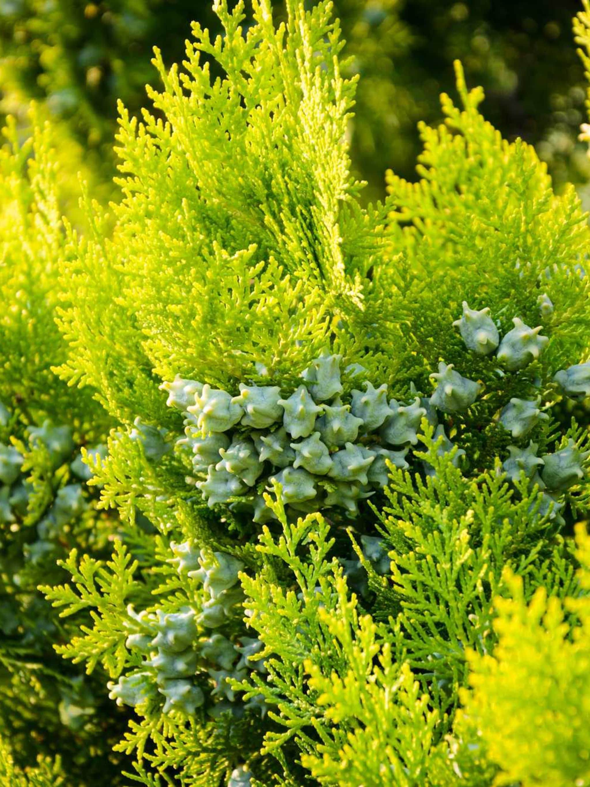 venijnboom standishii