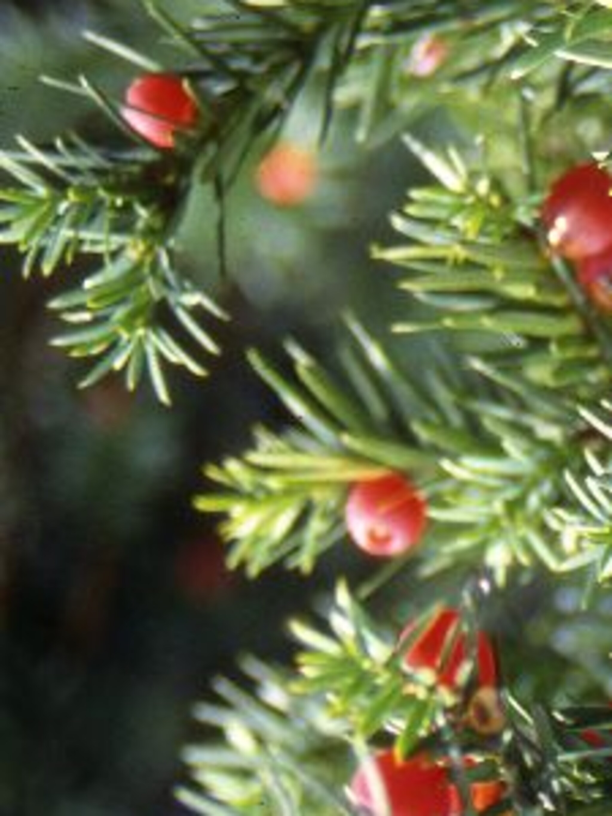 venijnboom baccata