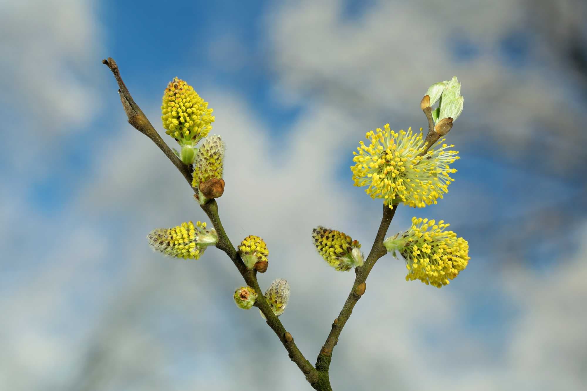beeld vtwonen Shutterstock / Henri Koskinen